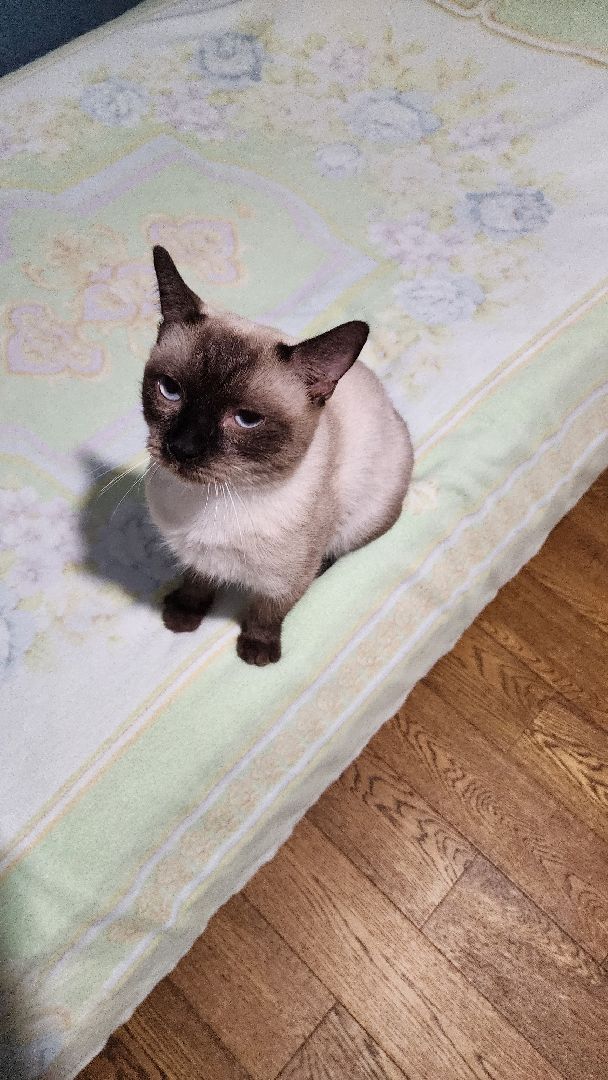 Кошки, Полиция, Лобня, Жестокое обращение с животными,