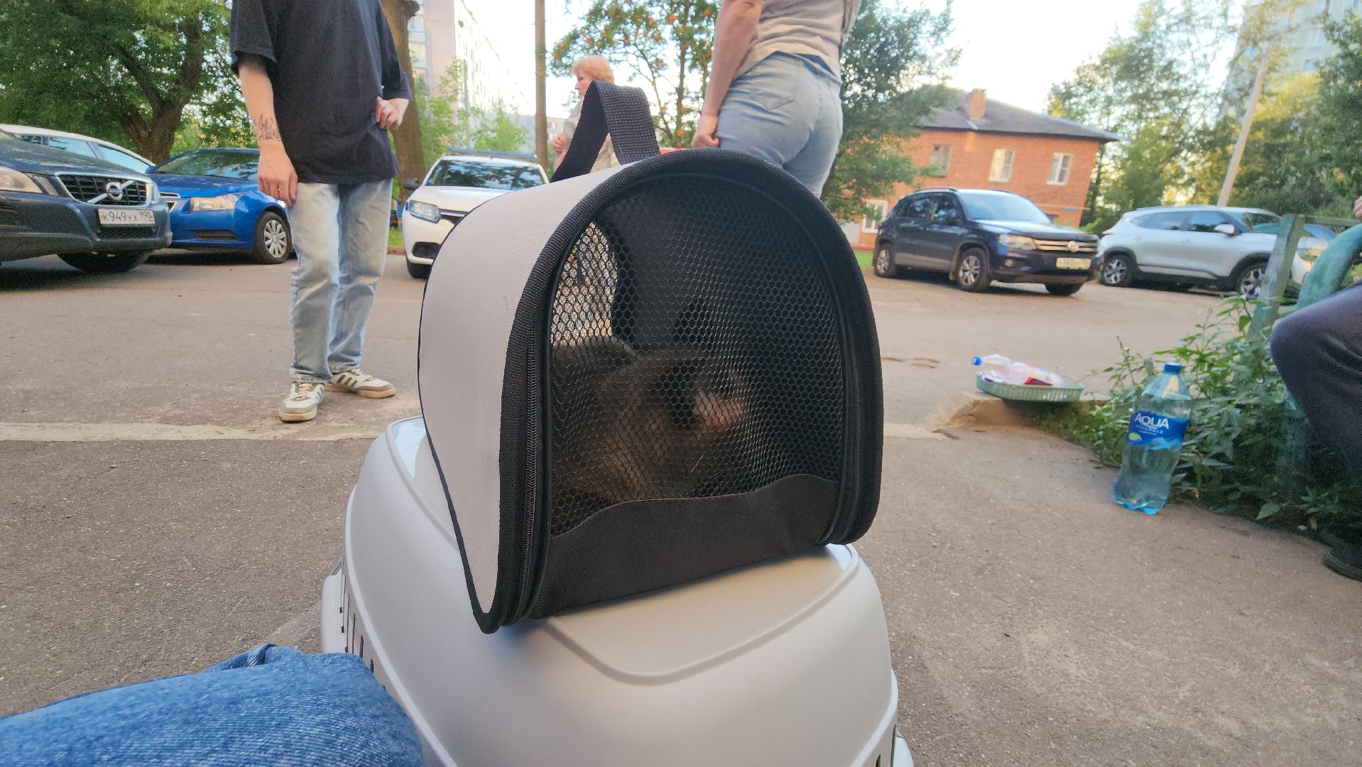 Зоозащитники, Кошки, Коты, Спасение, Лобня,