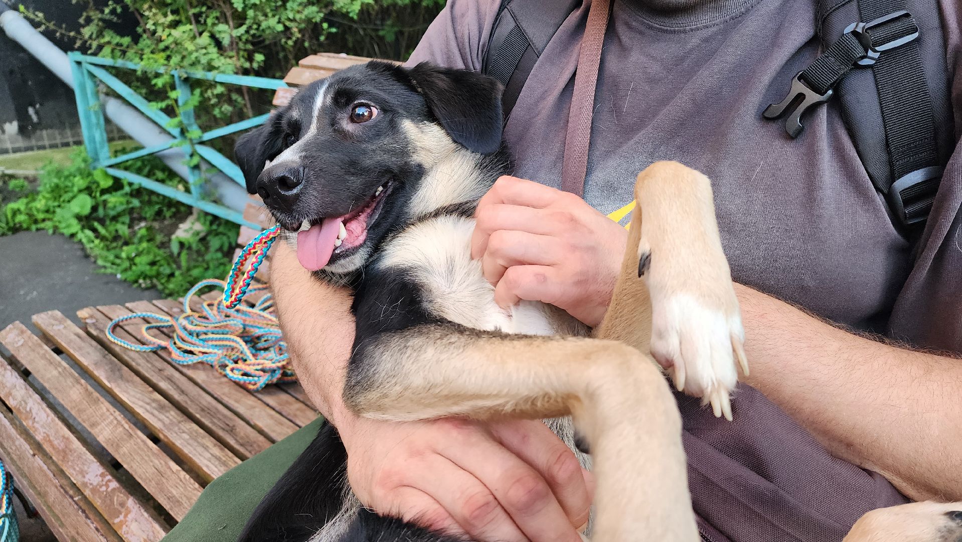 Зоозащитники, Кошки, Коты, Спасение, Лобня,