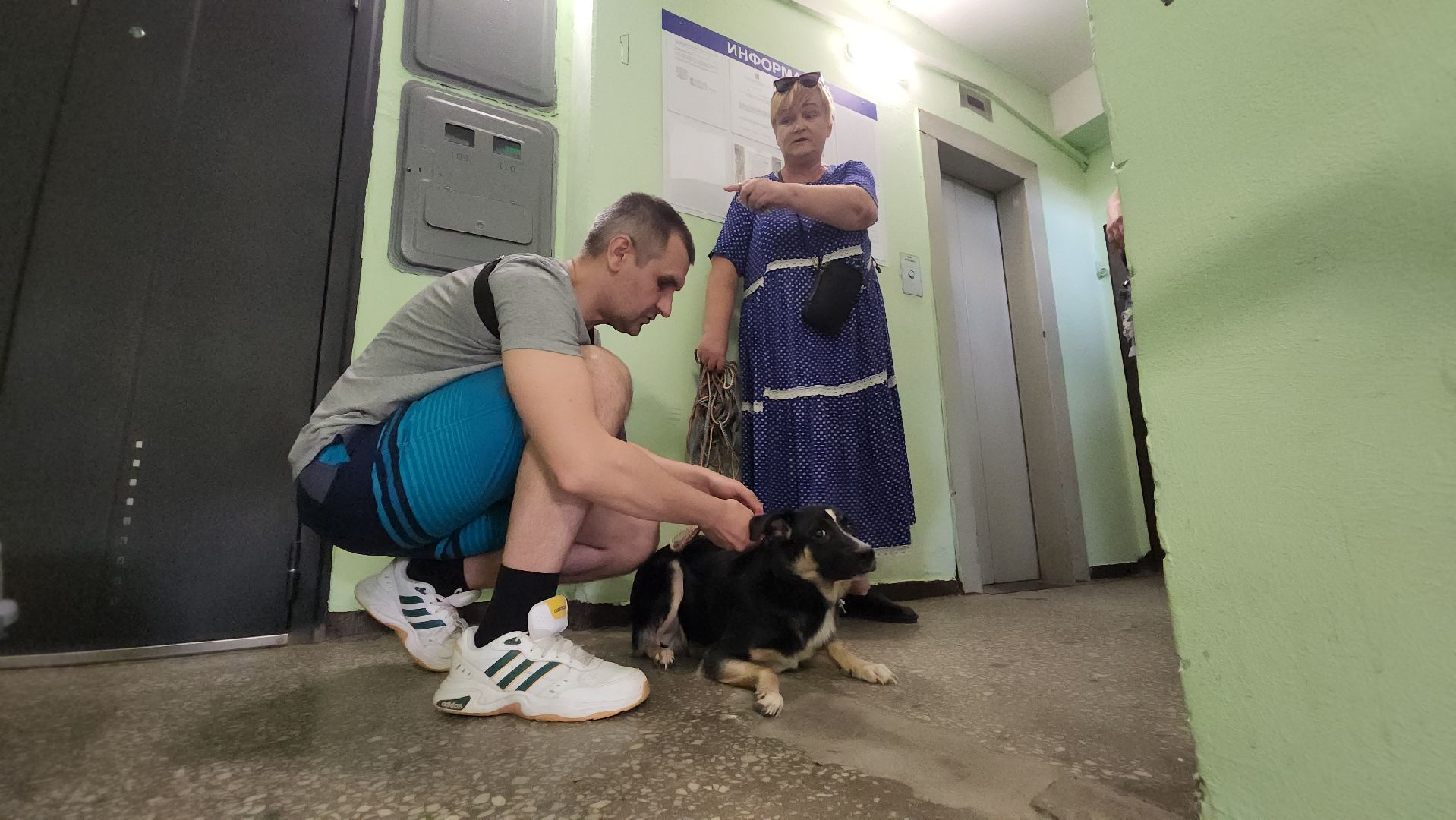 Зоозащитники, Кошки, Коты, Спасение, Лобня,