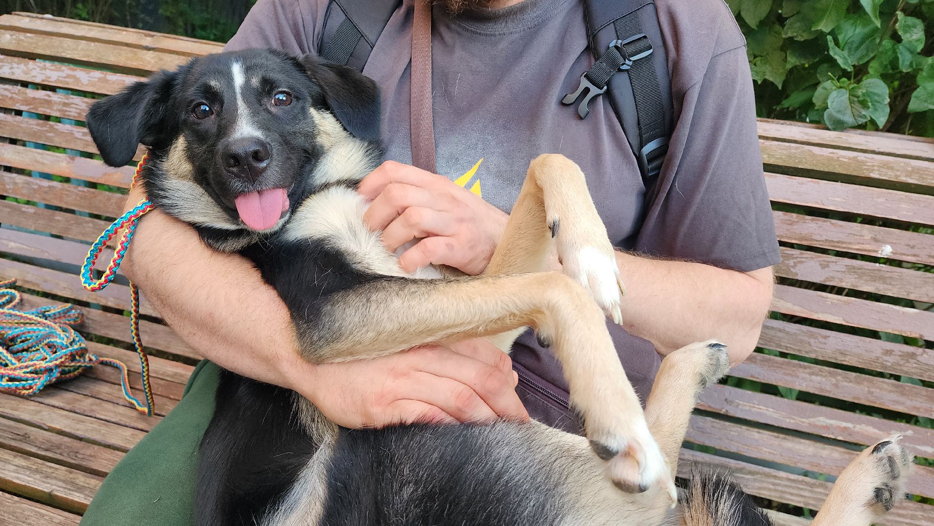 Зоозащитники, Кошки, Коты, Спасение, Лобня,