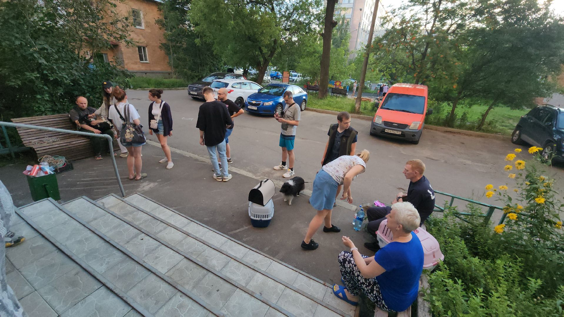 Зоозащитники, Кошки, Коты, Спасение, Лобня,