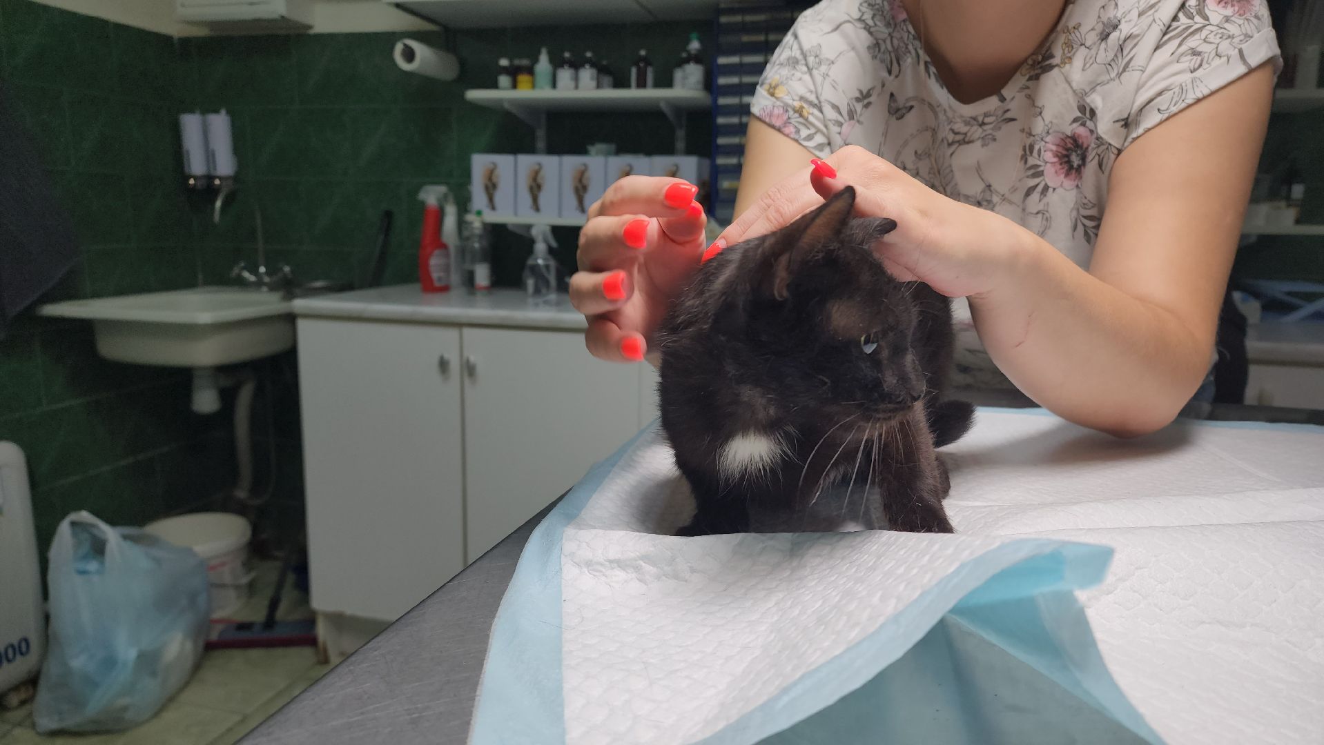 Животные, Лобня, волонтеры,