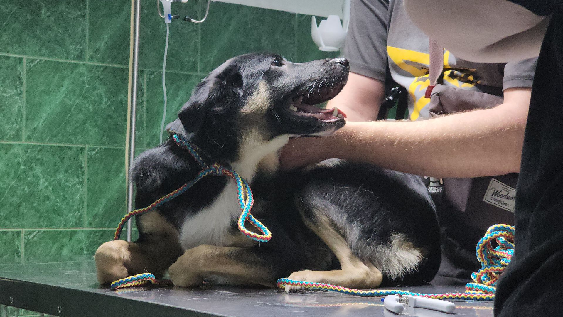 Животные, Лобня, волонтеры,