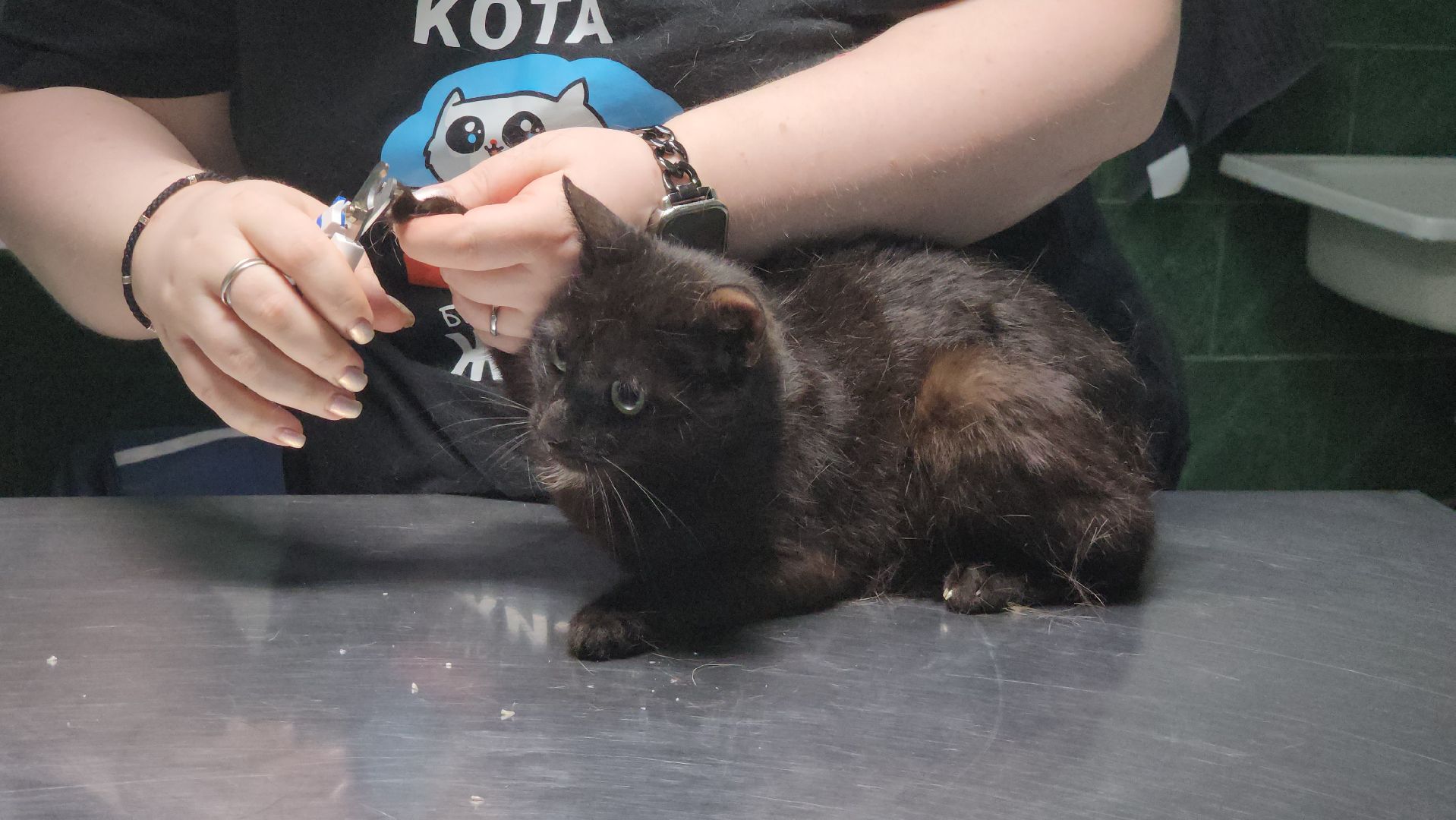 Животные, Лобня, волонтеры,