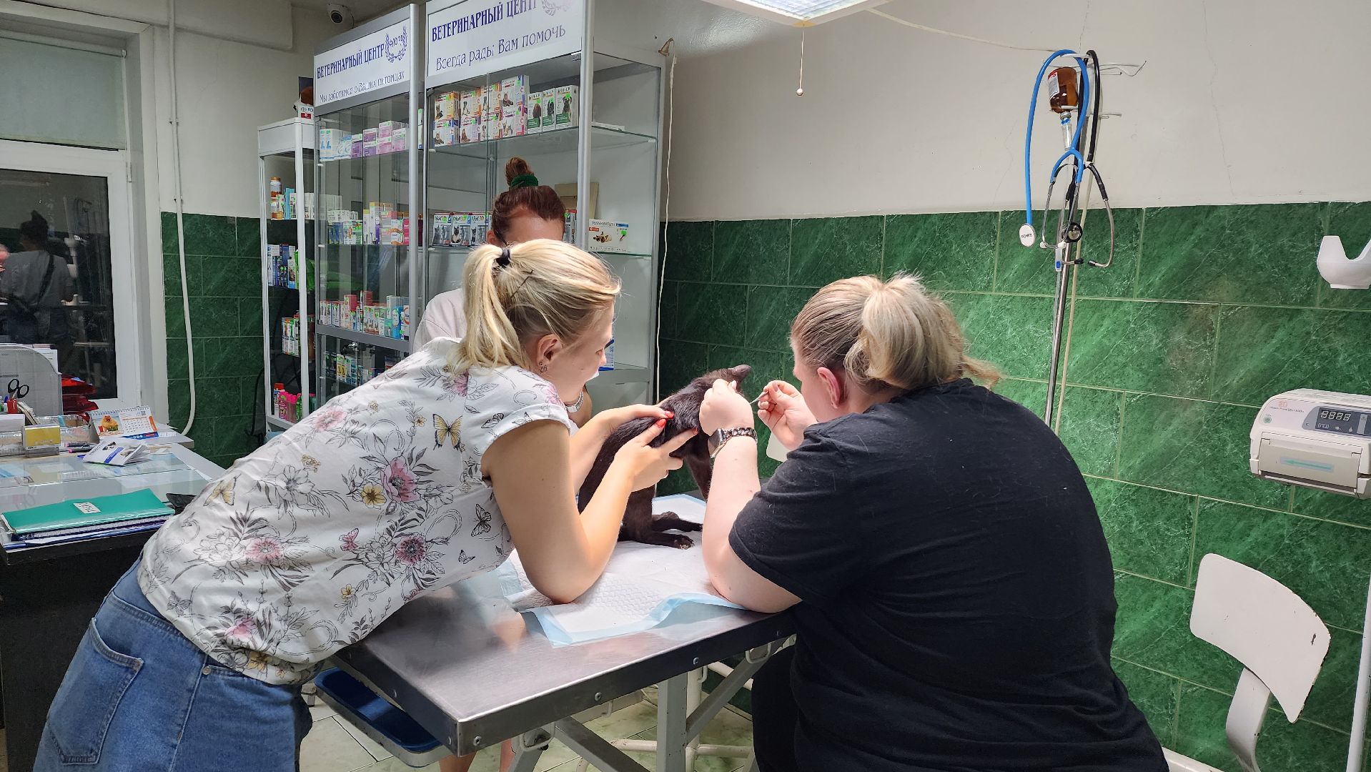 Животные, Лобня, волонтеры,