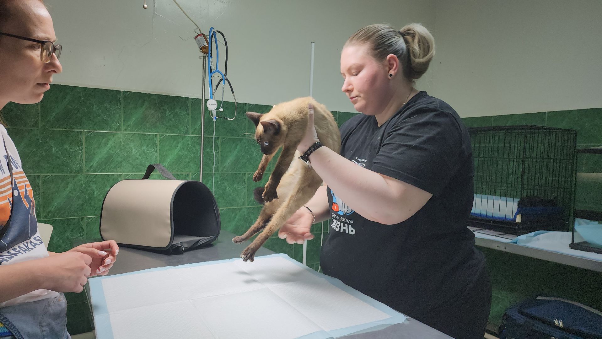 Животные, Лобня, волонтеры,