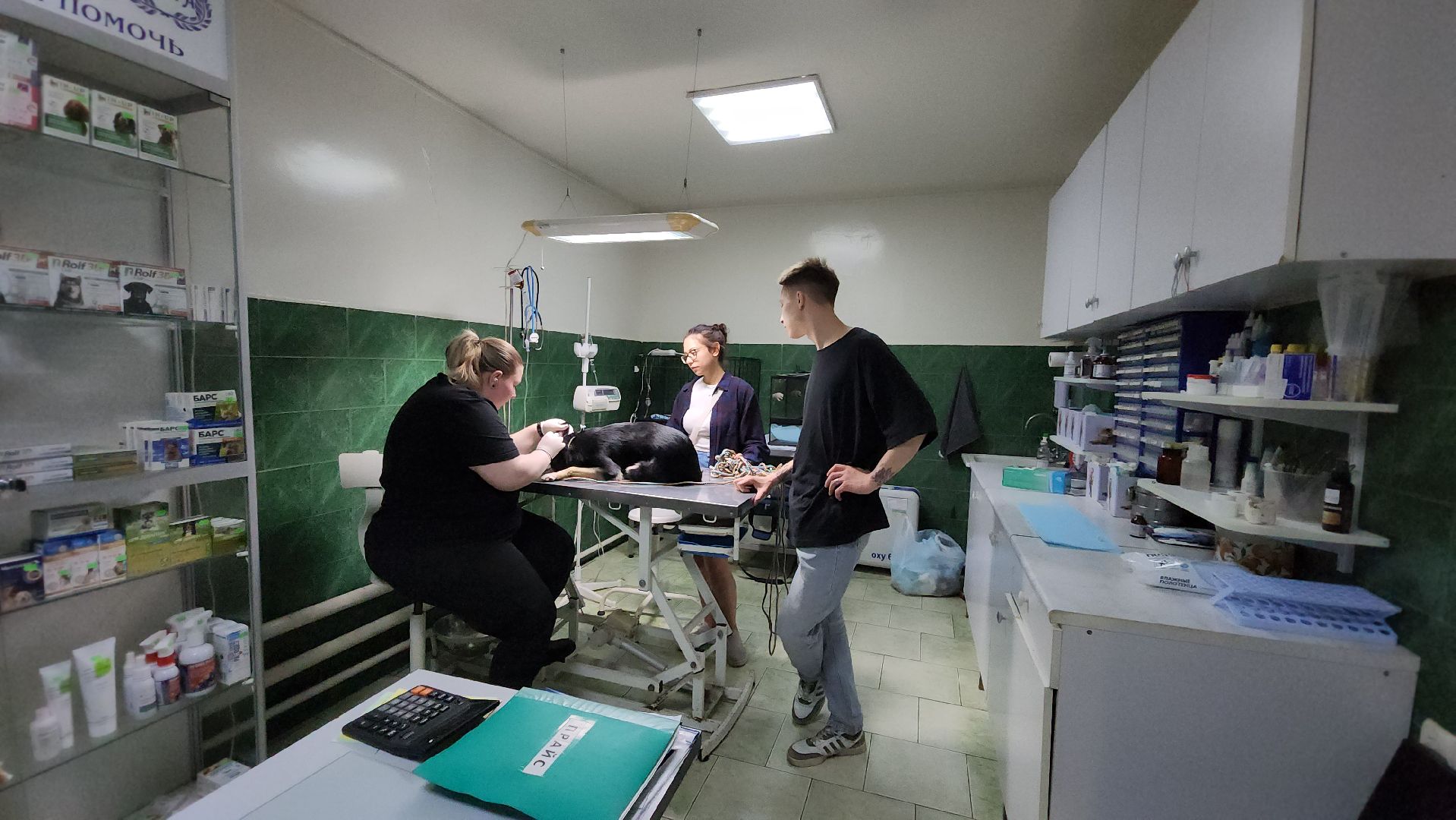 Животные, Лобня, волонтеры,