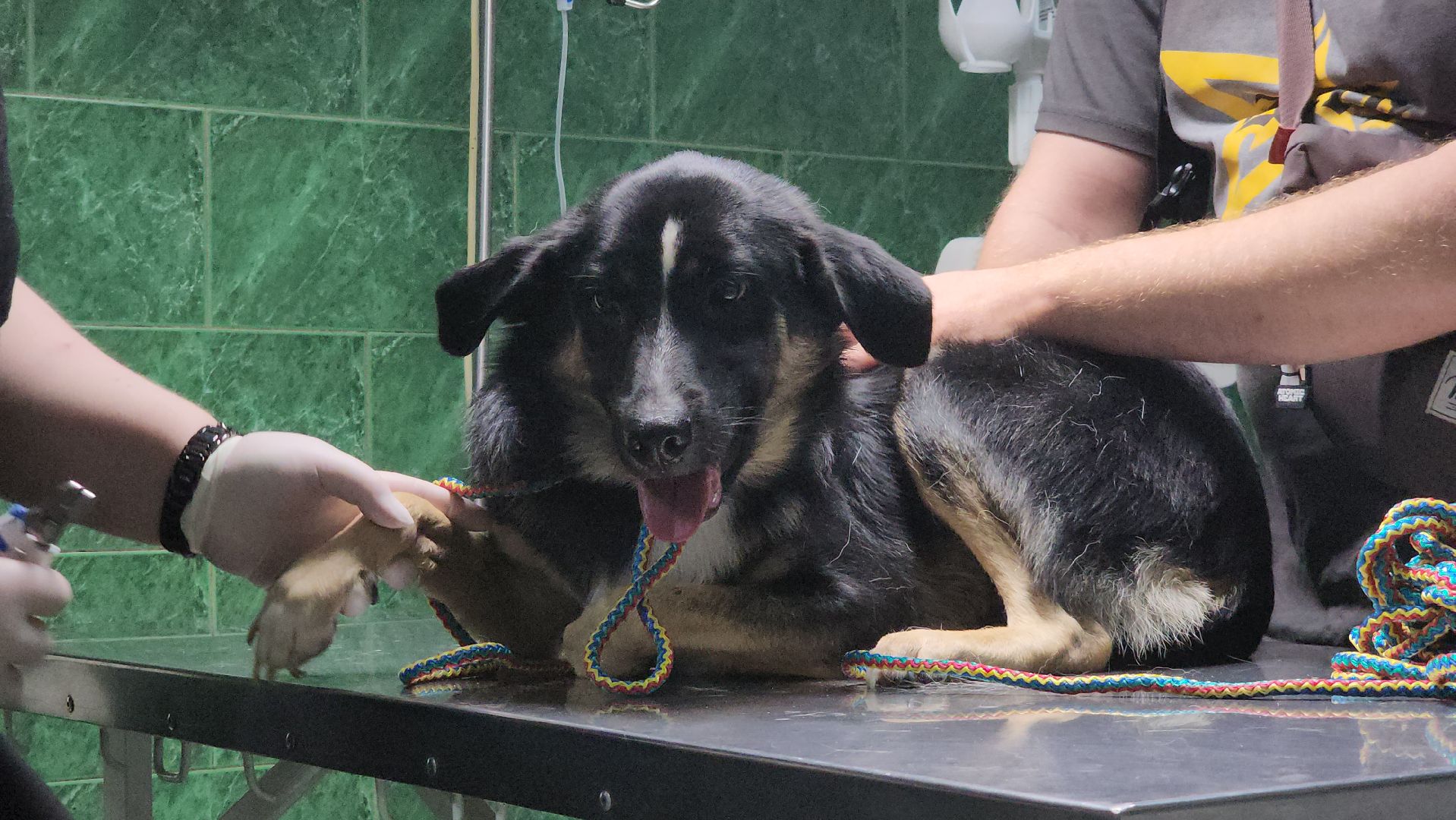 Животные, Лобня, волонтеры,