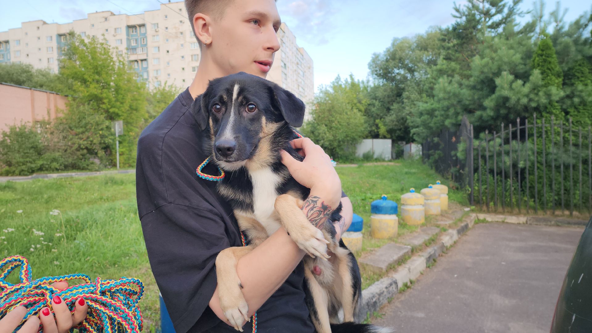 Животные, Лобня, волонтеры,