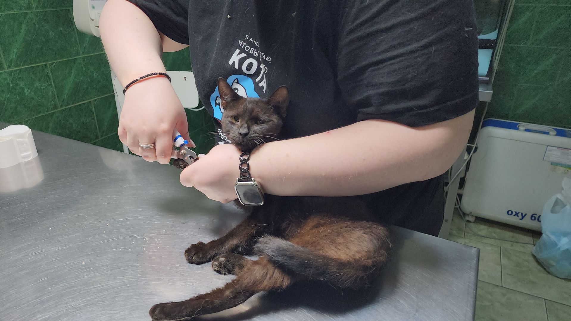 Животные, Лобня, волонтеры,