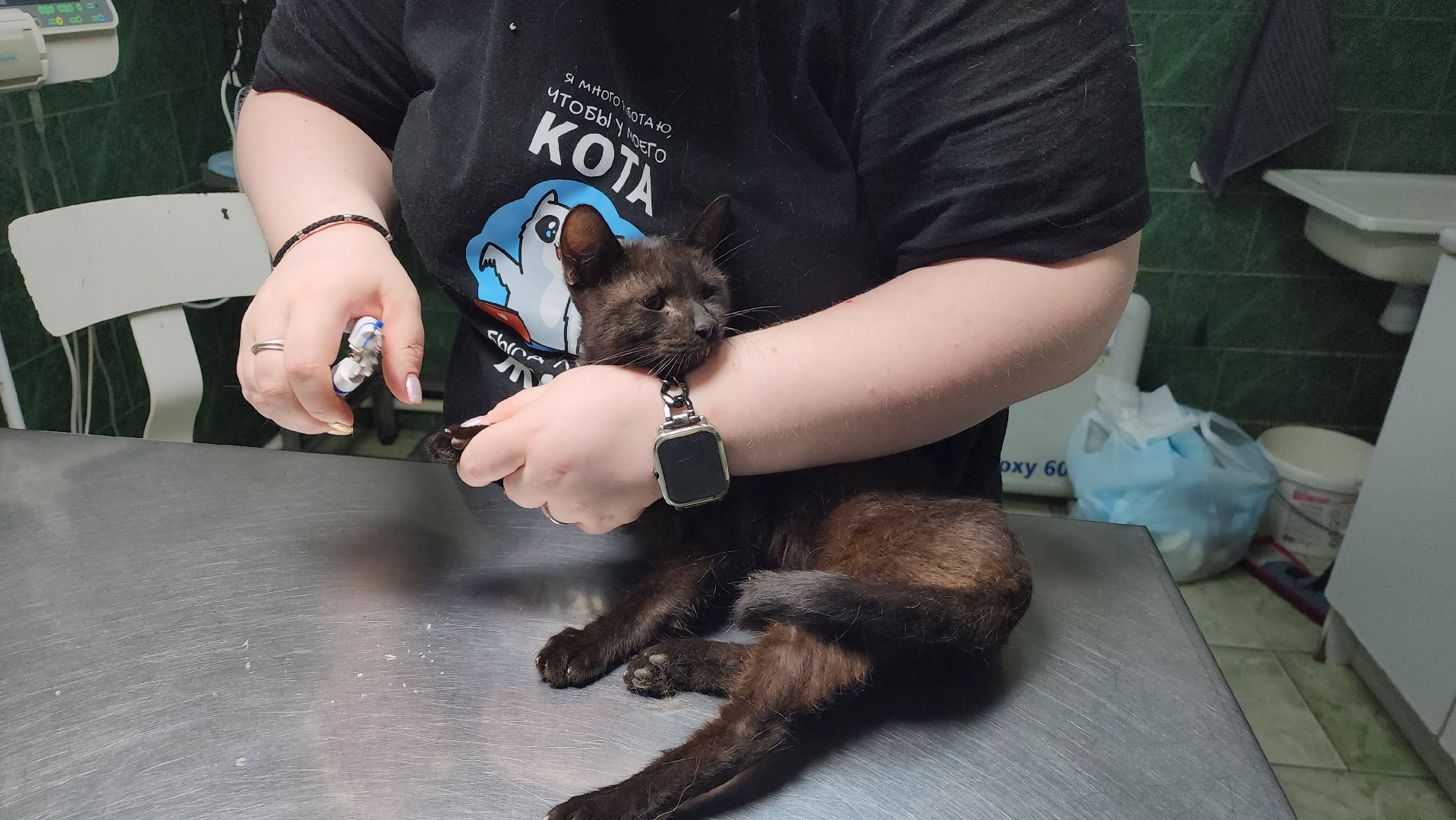 Животные, Лобня, волонтеры,