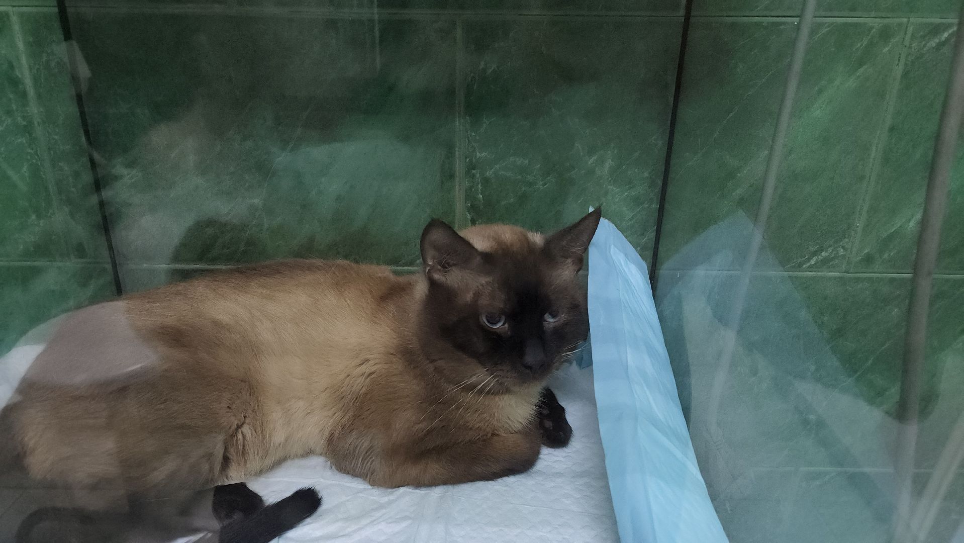 Животные, Лобня, волонтеры,