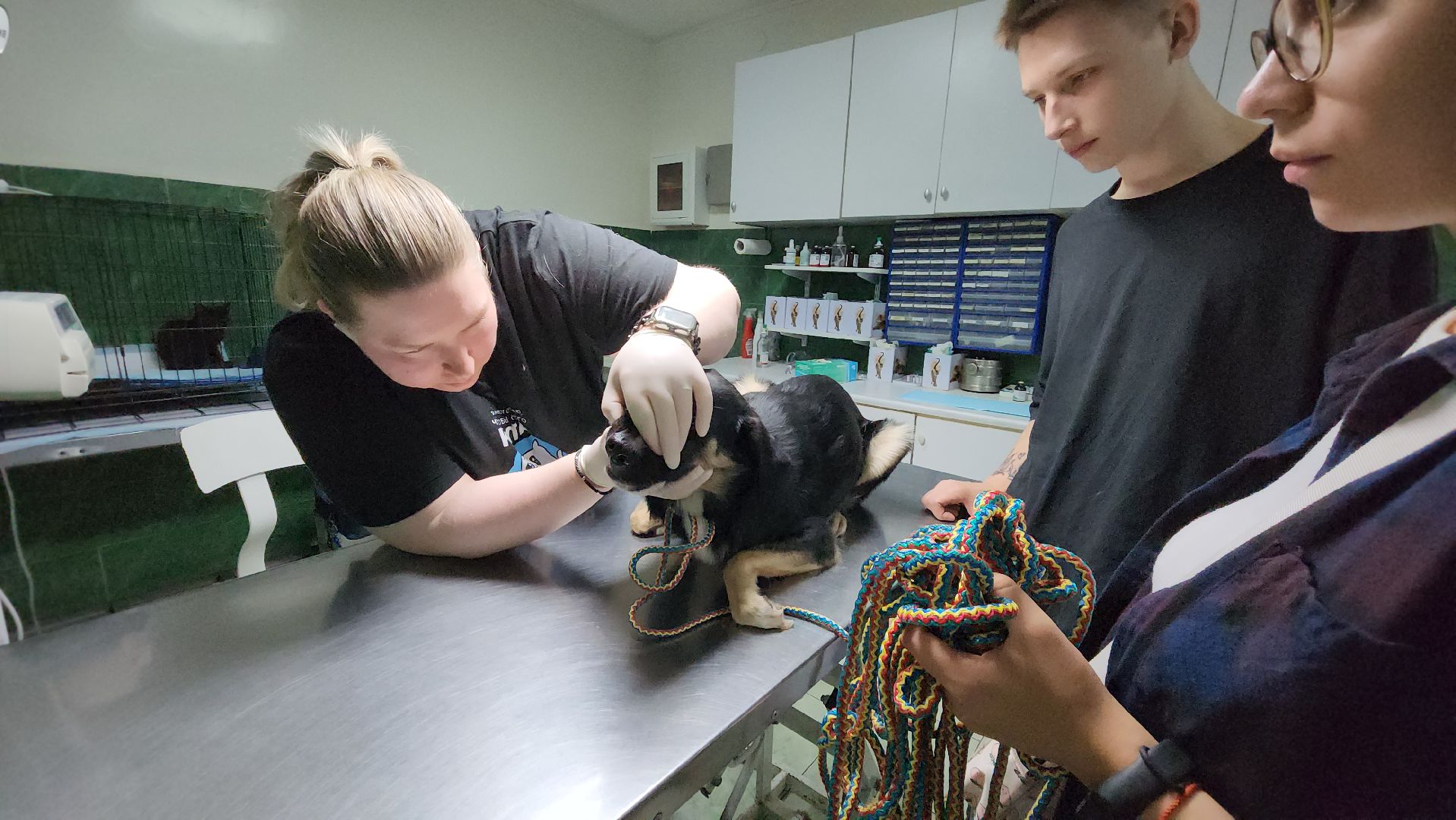 Животные, Лобня, волонтеры,