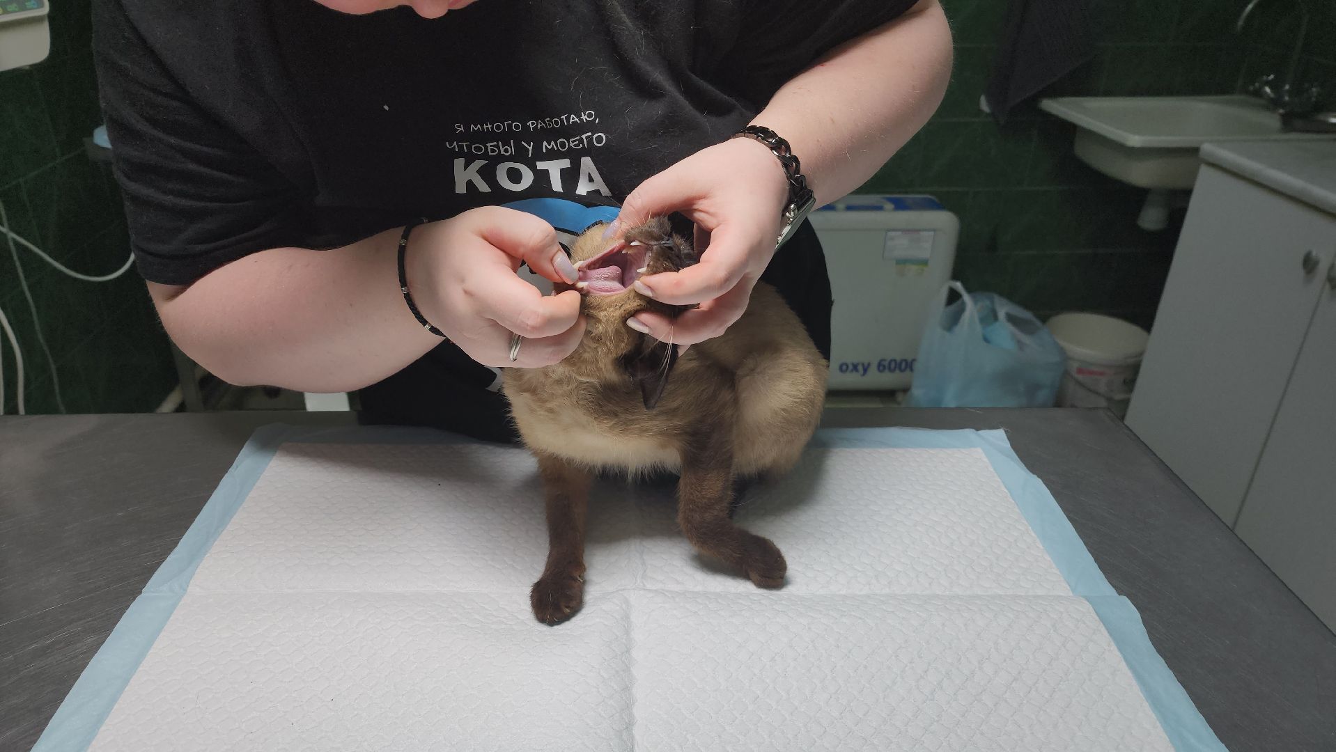 Животные, Лобня, волонтеры,