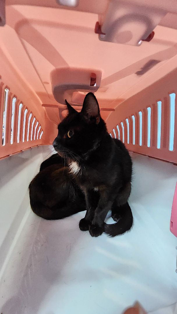 Животные, Лобня, волонтеры,