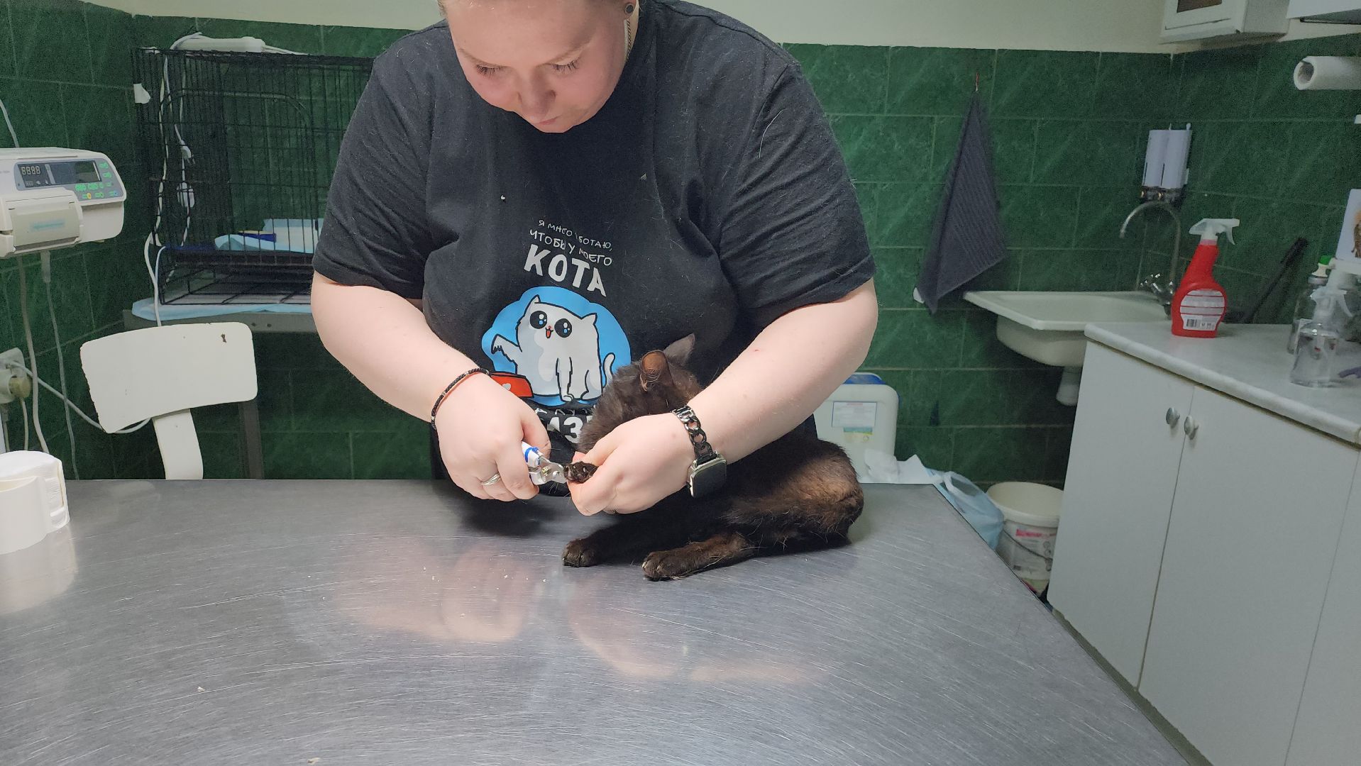 Животные, Лобня, волонтеры,