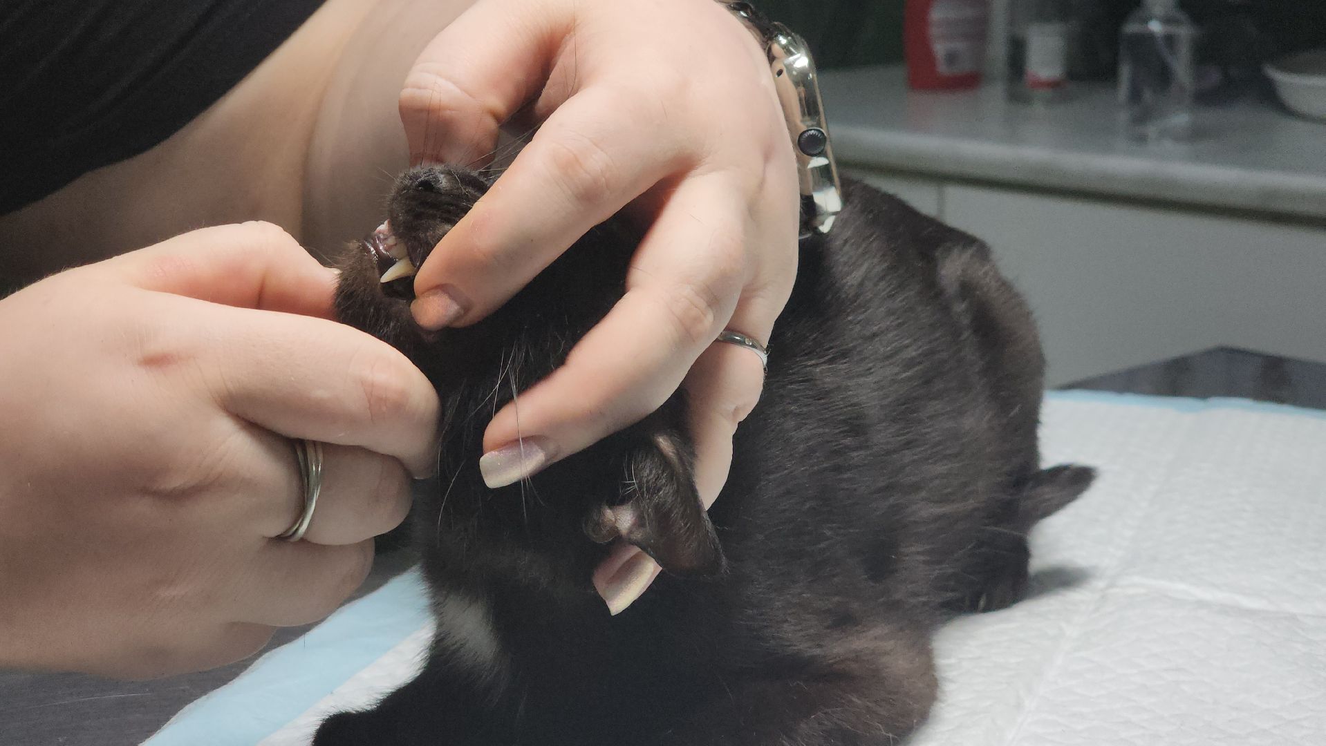 Животные, Лобня, волонтеры,