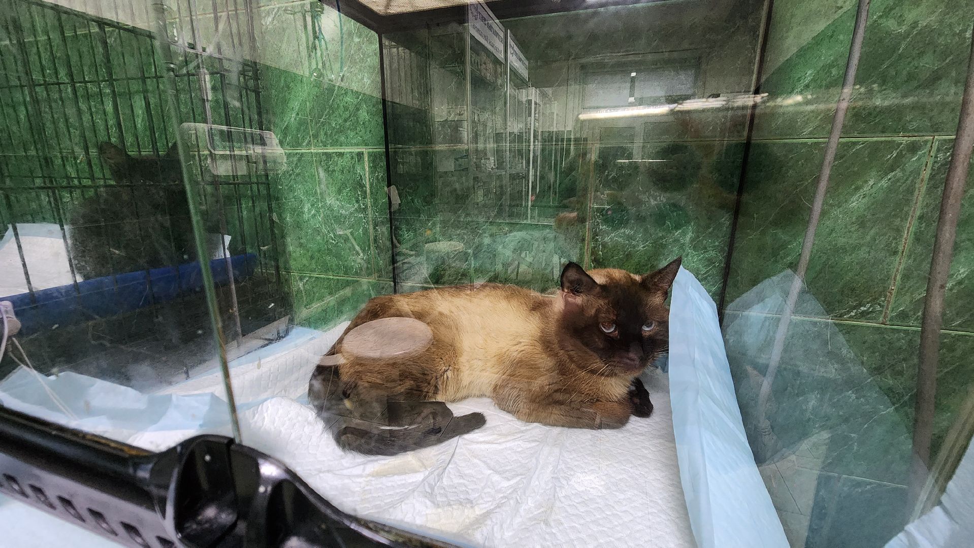 Животные, Лобня, волонтеры,