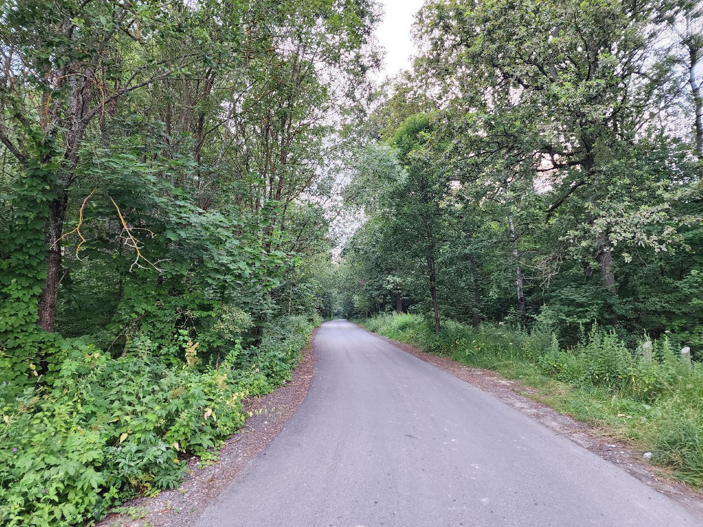 Чехов, село Дубна, выездная администрация, благоустройство, зона отдыха, лесопарк, глава администрации го Чехов Михаил Собакин,