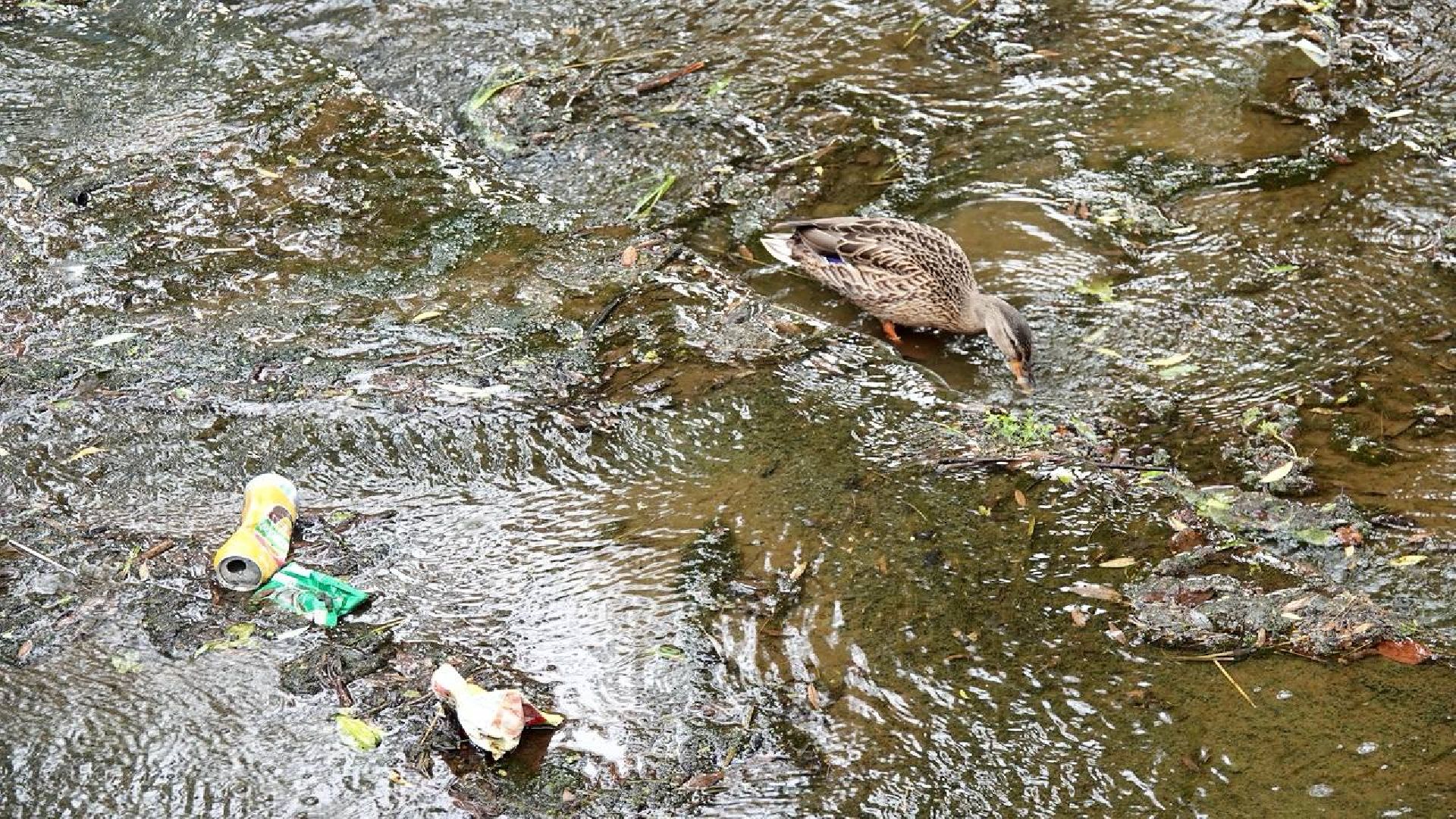 Экология, Сергиев Посад, Очистка прудов,