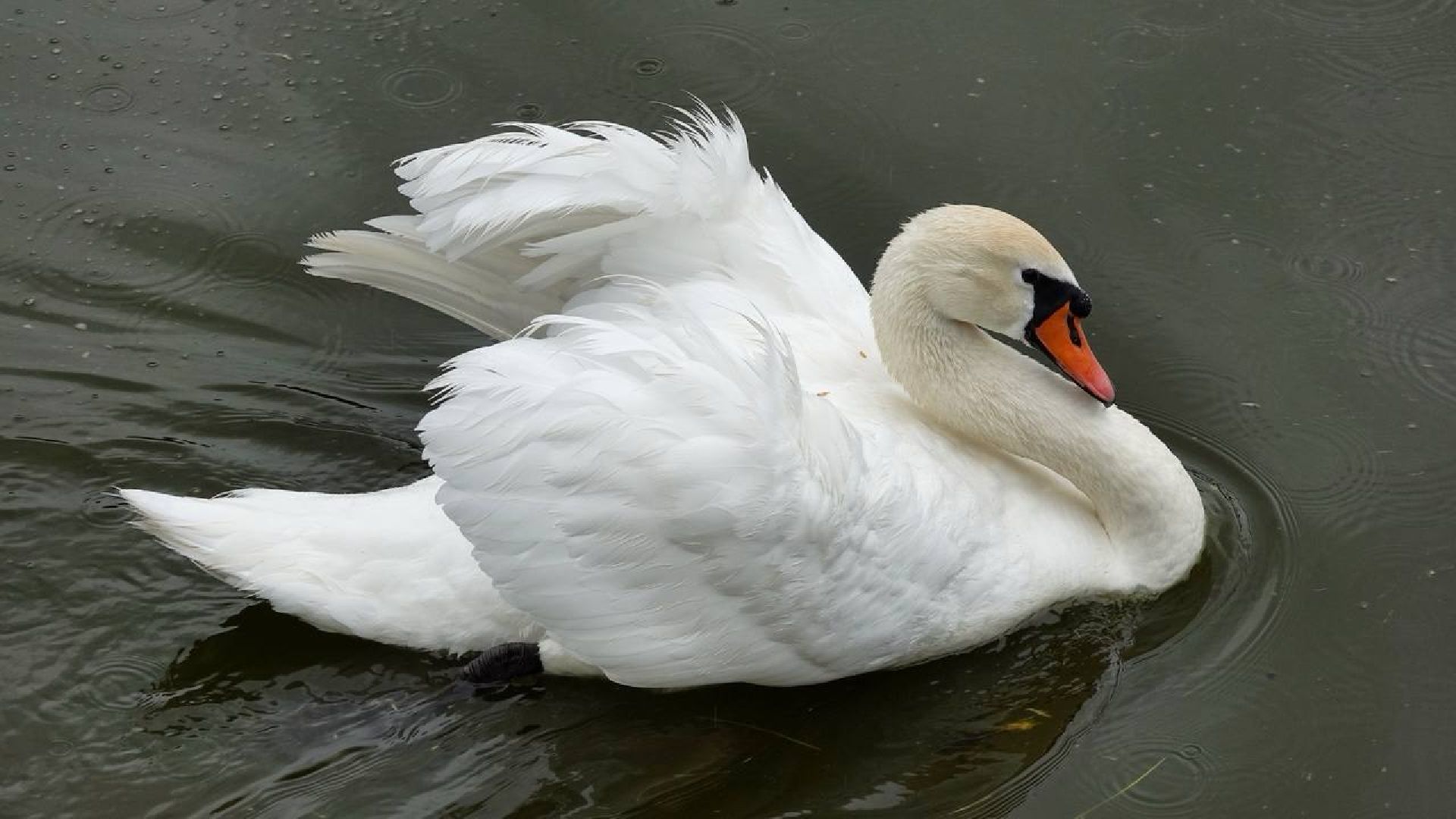Экология, Сергиев Посад, Очистка прудов,