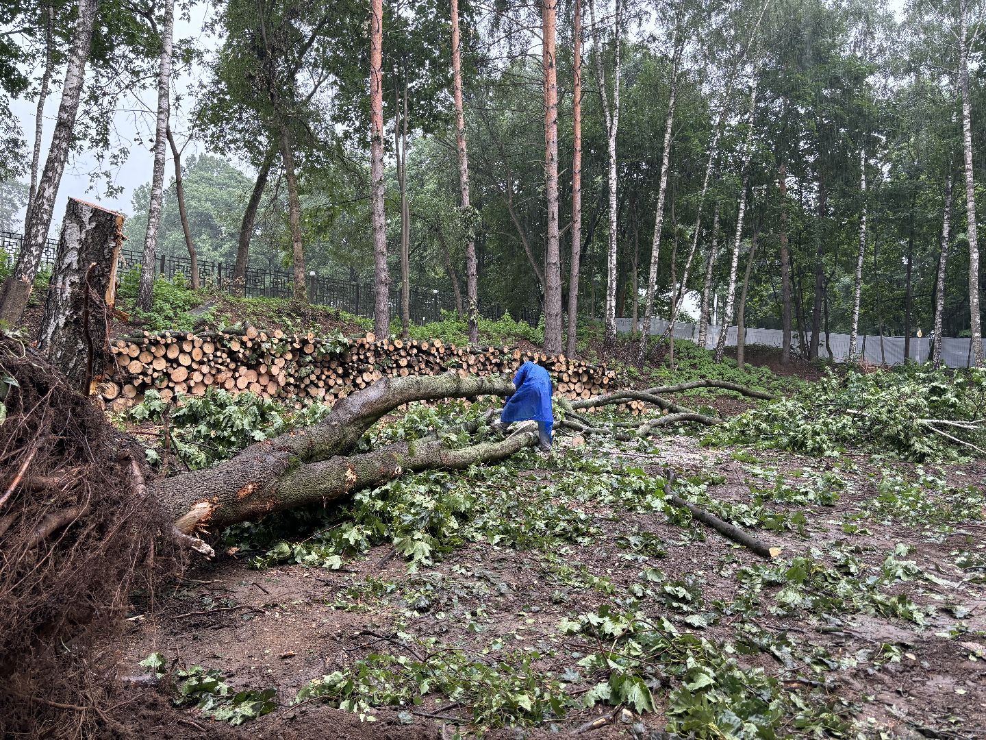 благоустройство, кучинский лесопарк,