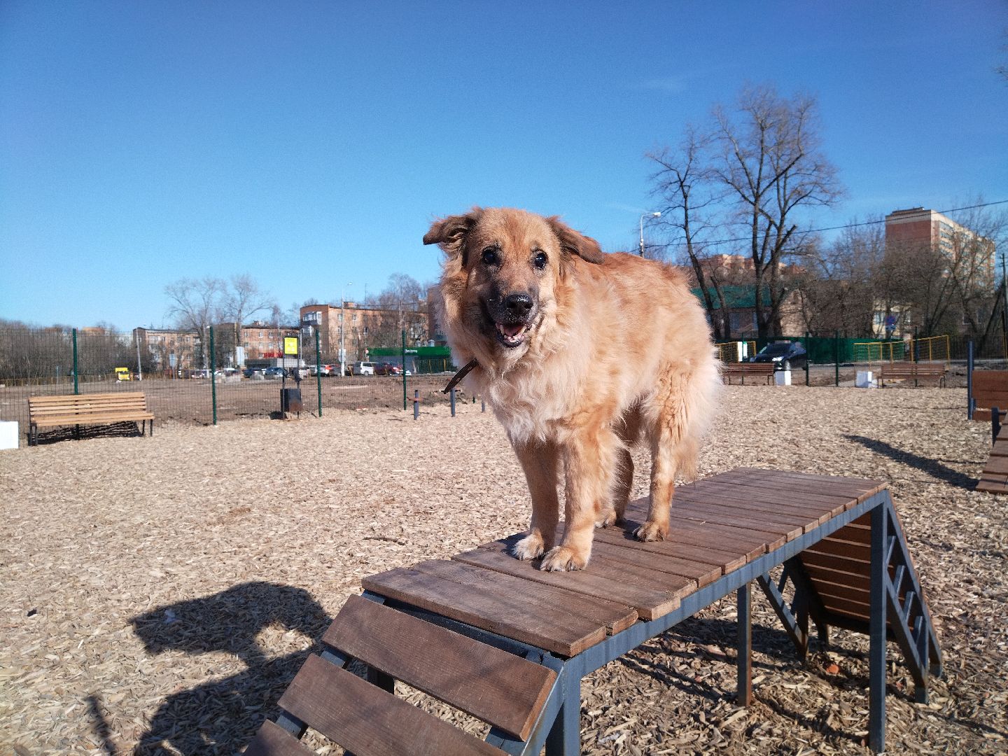 Собаки, животные, Мытищи, площадка для выгула, перемены