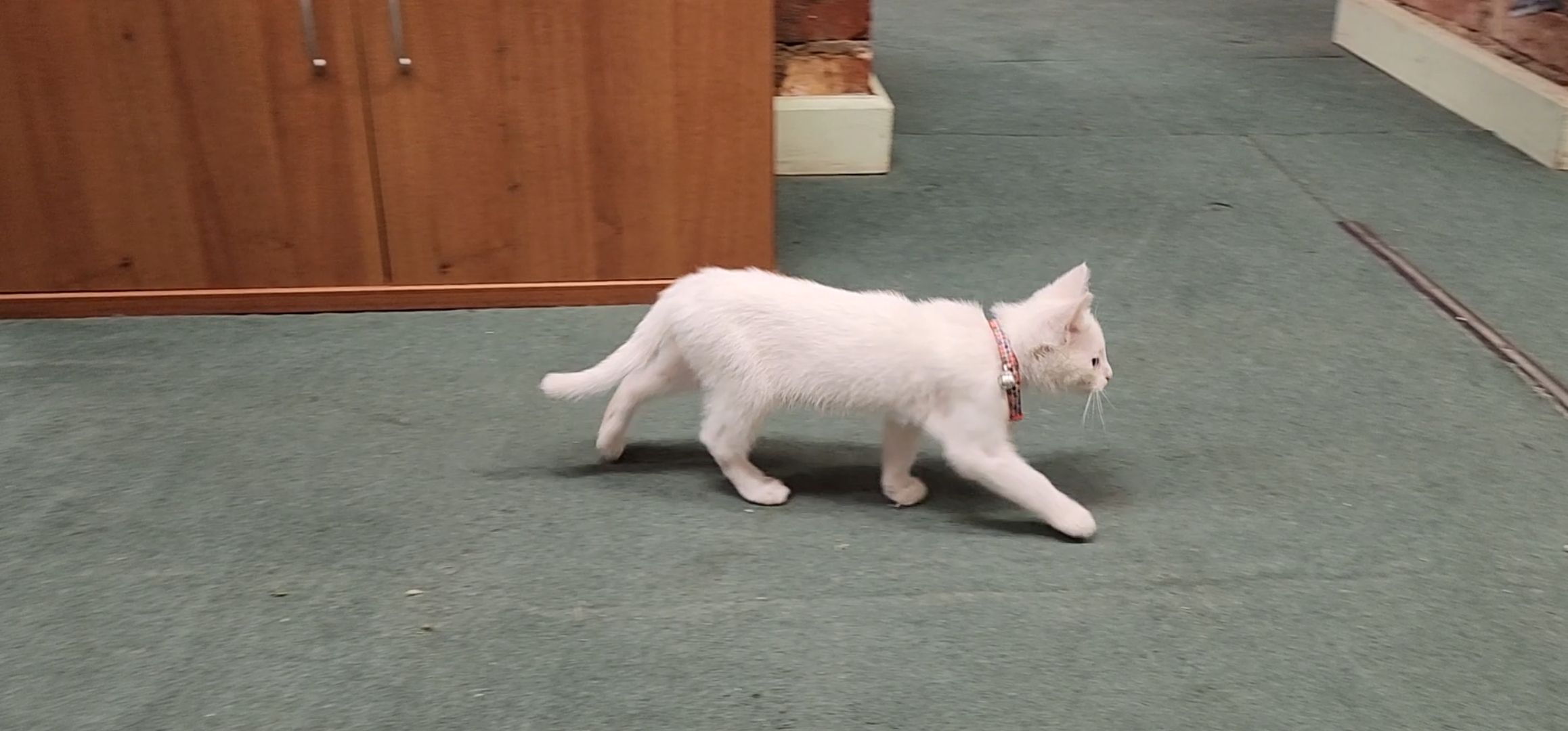 Кашира, молодая гвардия, волонтеры, спасение бездомных животных, кошка, гетерохромия, глухота, штаб мгер,