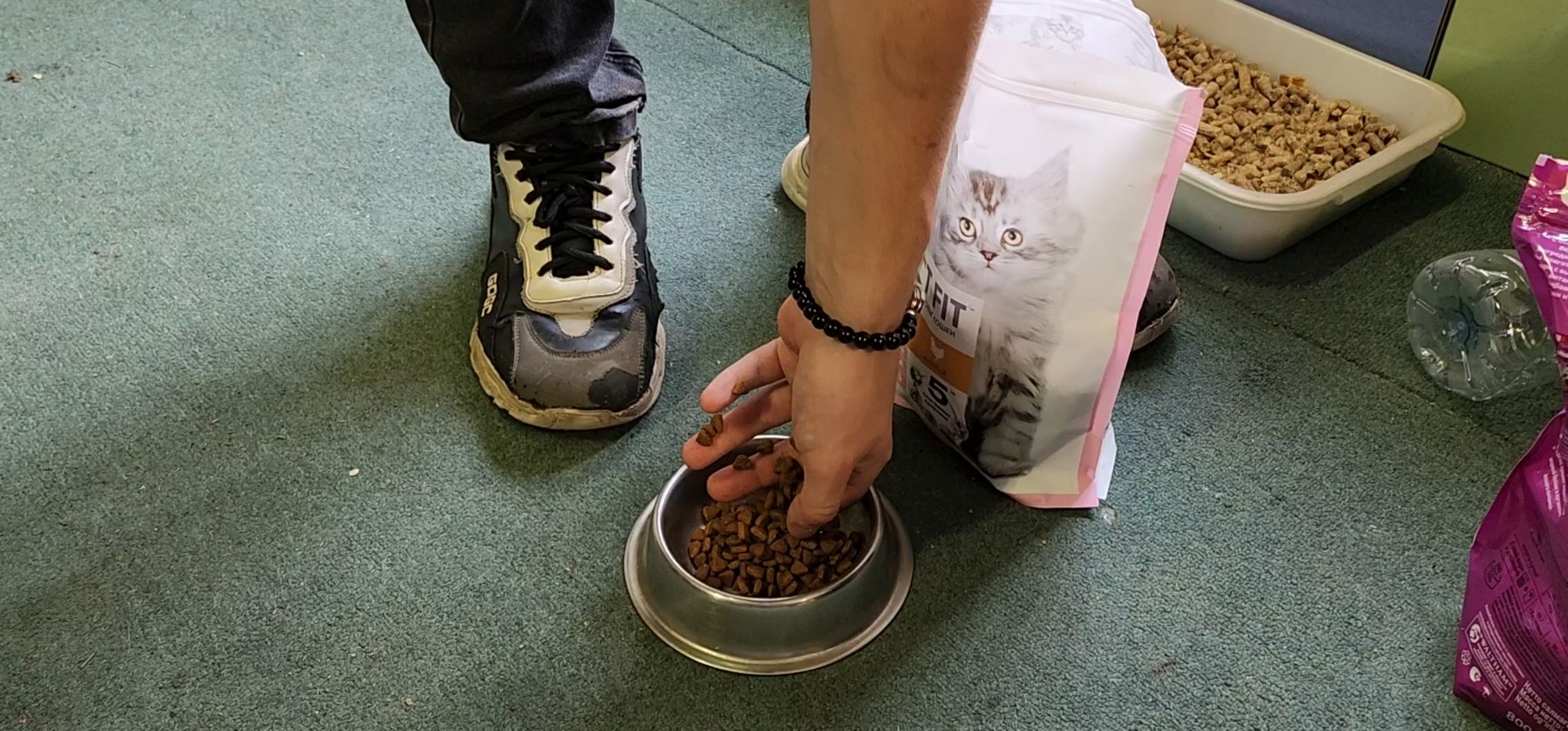 Кашира, молодая гвардия, волонтеры, спасение бездомных животных, кошка, гетерохромия, глухота, штаб мгер,