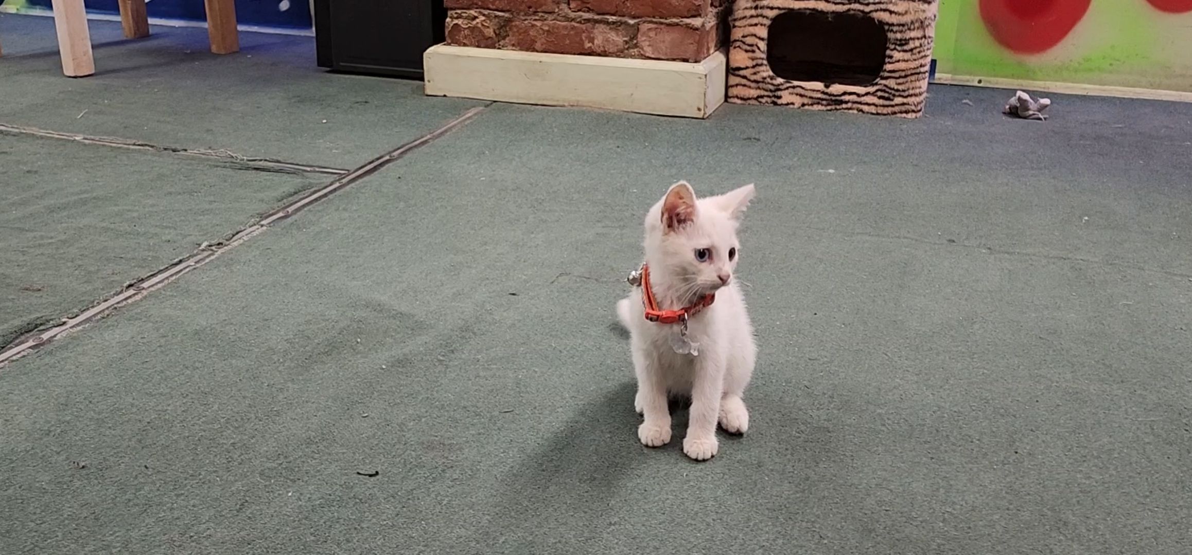 Кашира, молодая гвардия, волонтеры, спасение бездомных животных, кошка, гетерохромия, глухота, штаб мгер,