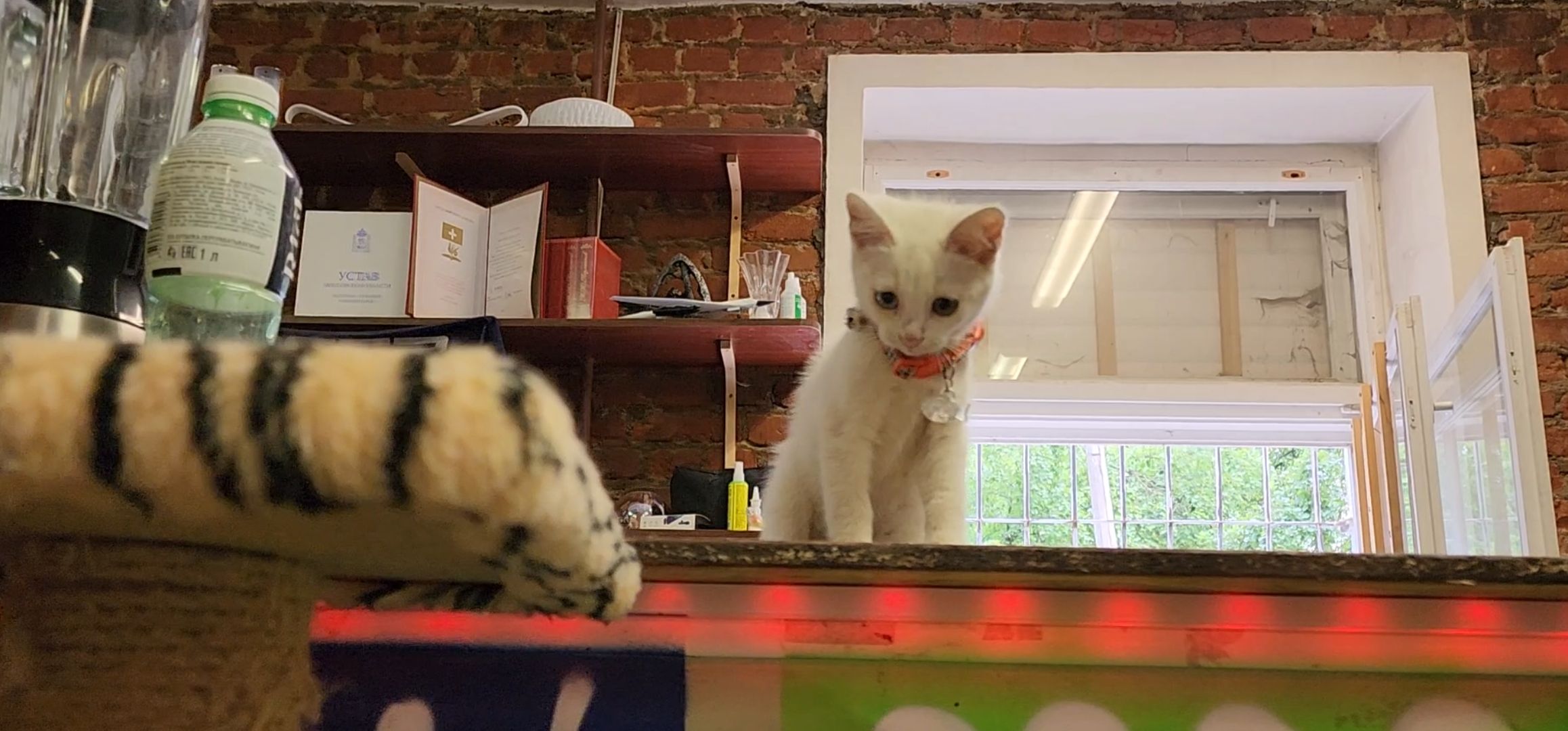 Кашира, молодая гвардия, волонтеры, спасение бездомных животных, кошка, гетерохромия, глухота, штаб мгер,