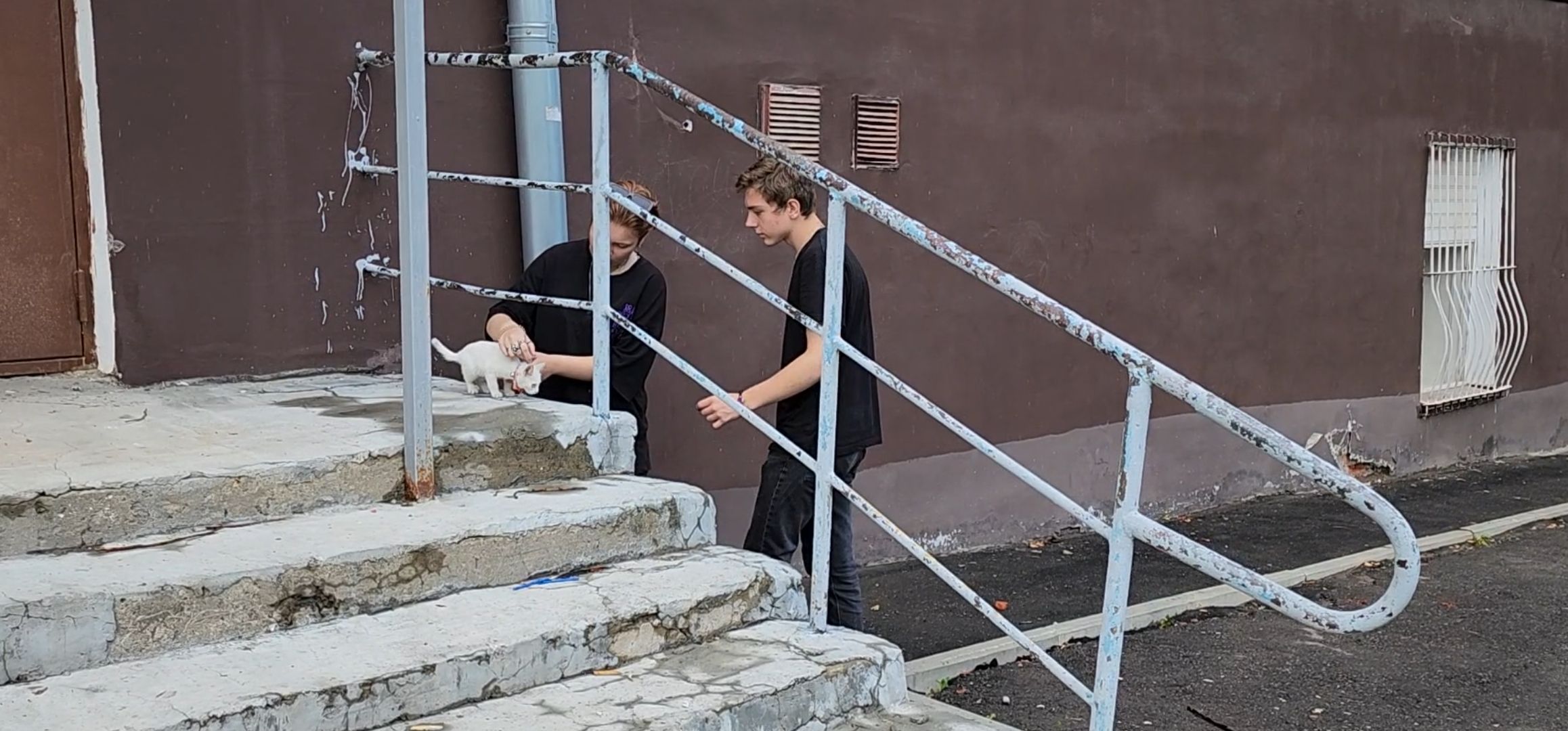 Кашира, молодая гвардия, волонтеры, спасение бездомных животных, кошка, гетерохромия, глухота, штаб мгер,