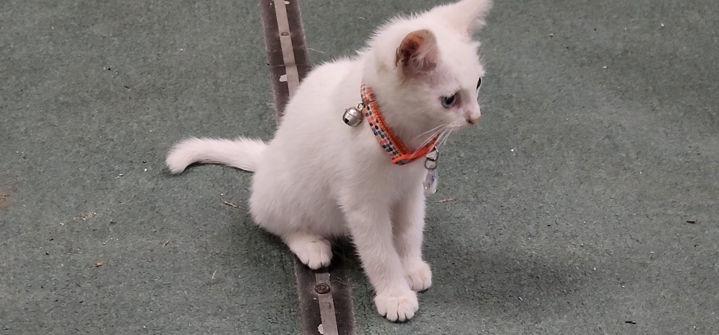 Кашира, молодая гвардия, волонтеры, спасение бездомных животных, кошка, гетерохромия, глухота, штаб мгер,