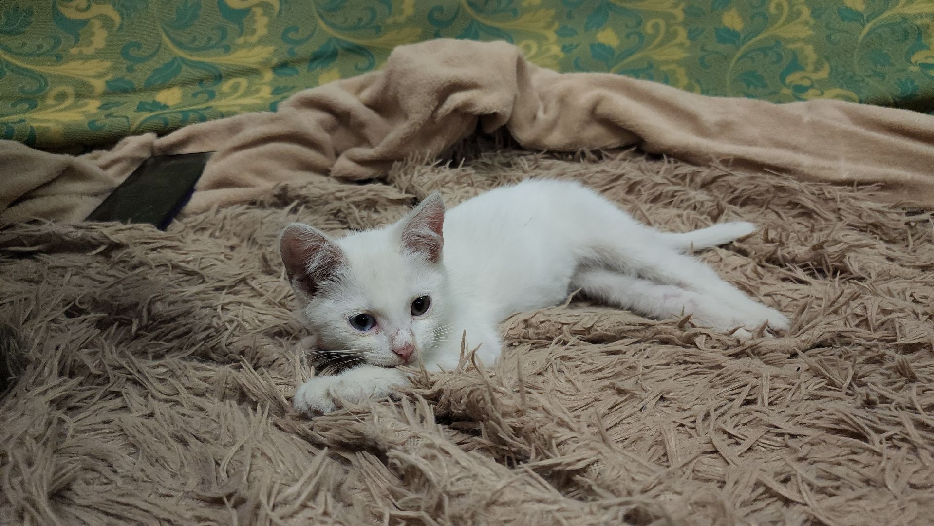 Кашира, молодая гвардия, волонтеры, спасение бездомных животных, кошка, гетерохромия, глухота, штаб мгер,