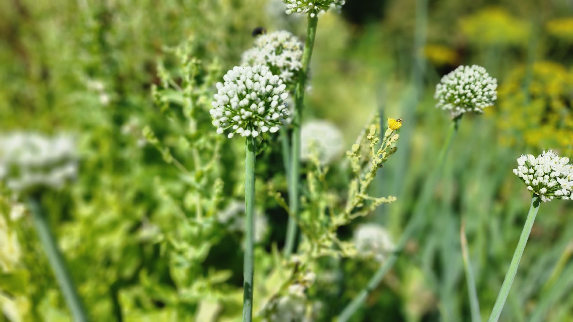 День дачника, огород, урожай, Домодедово,