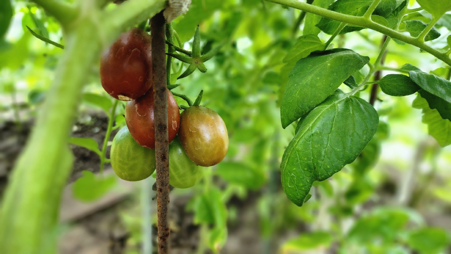 День дачника, огород, урожай, Домодедово,