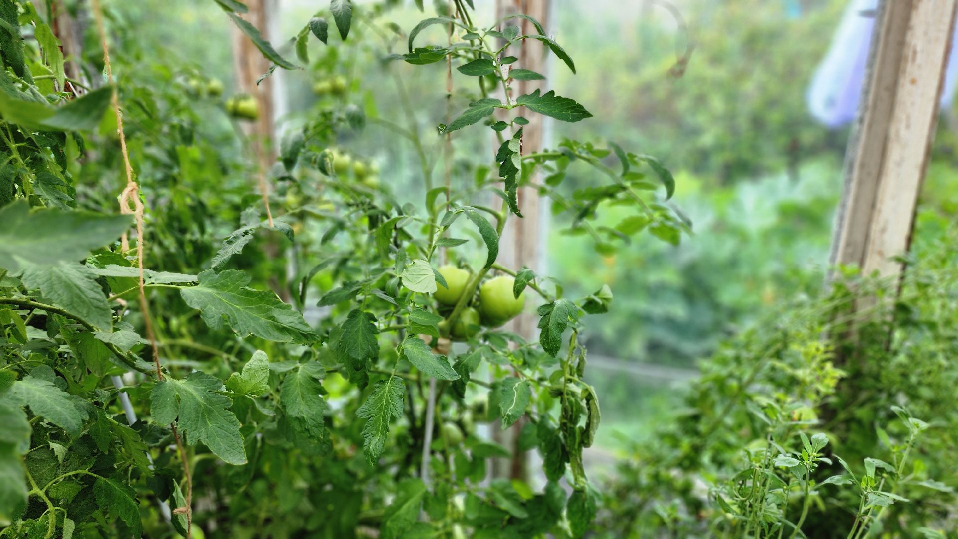 День дачника, огород, урожай, Домодедово,