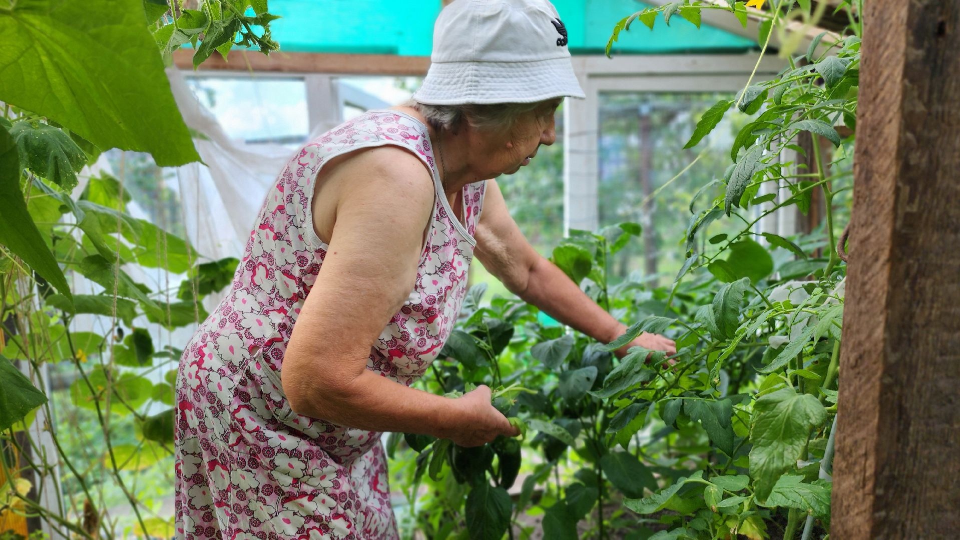 День дачника, огород, урожай, Домодедово,