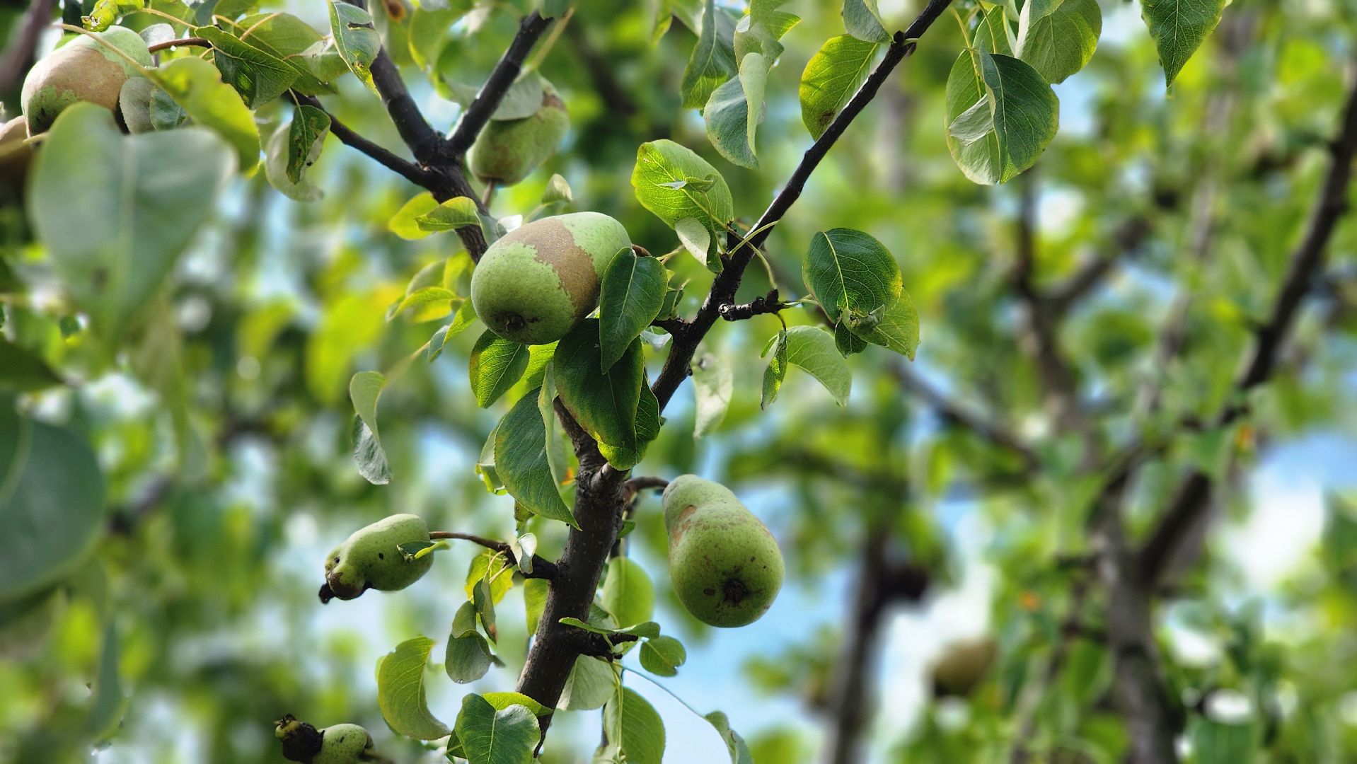 День дачника, огород, урожай, Домодедово,