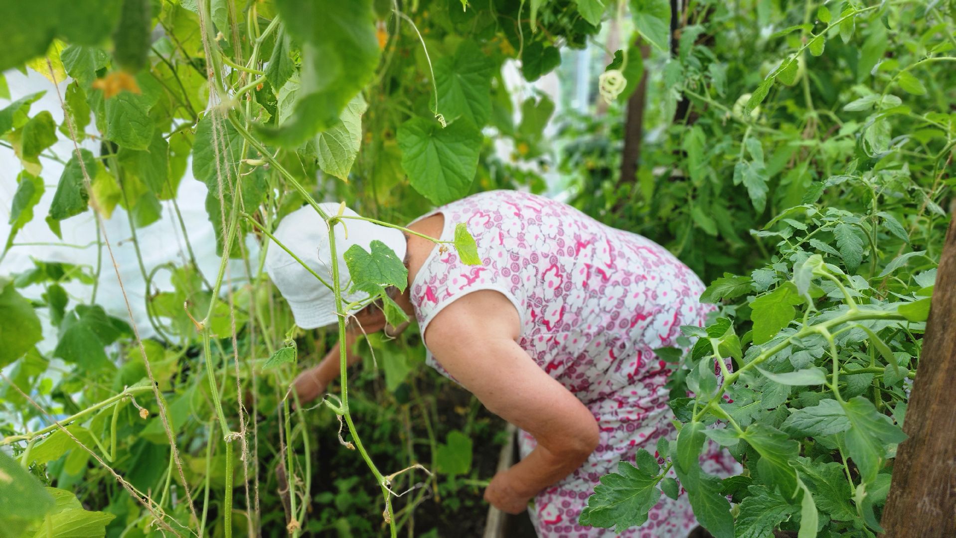 День дачника, огород, урожай, Домодедово,