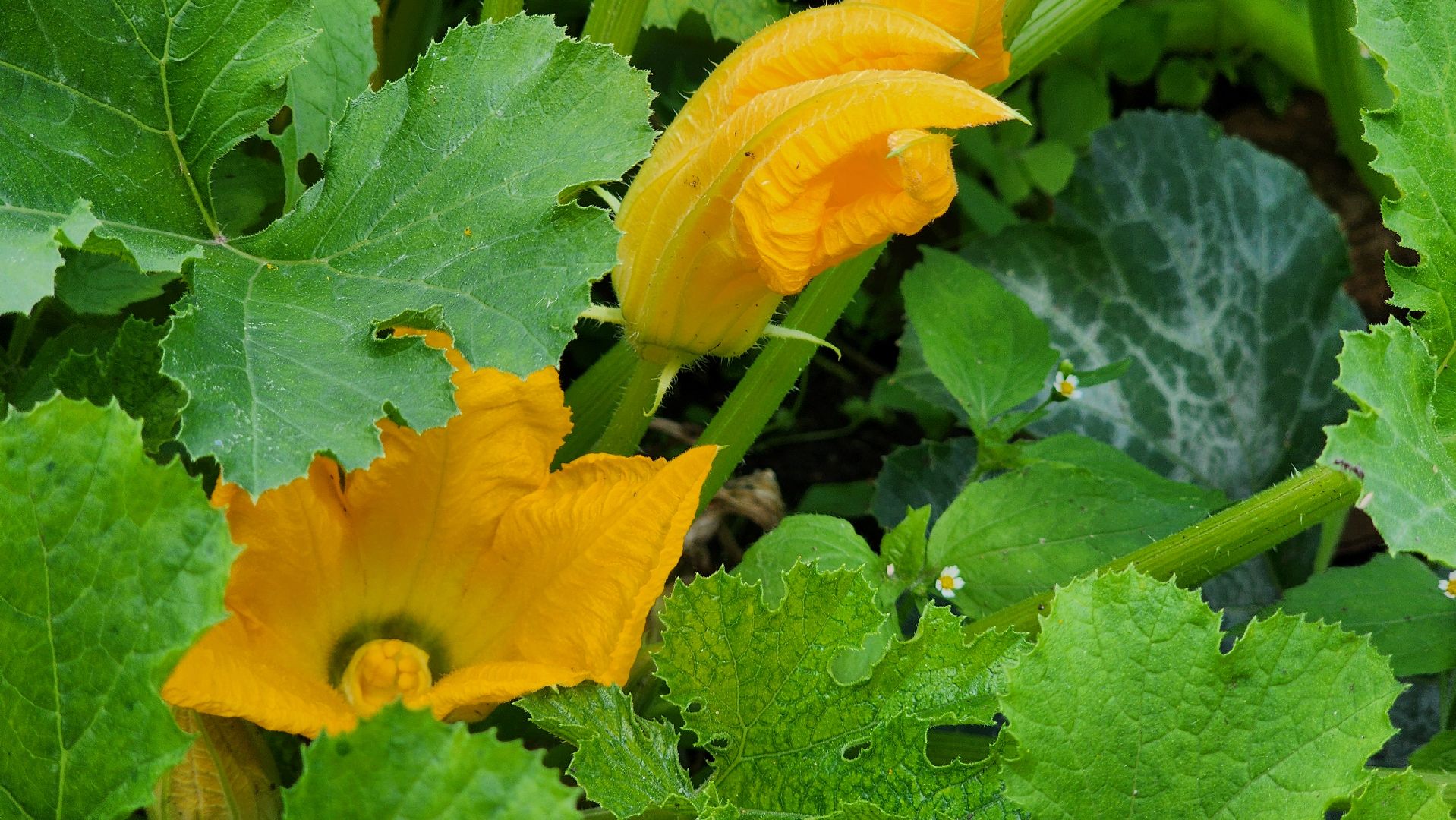 День дачника, огород, урожай, Домодедово,