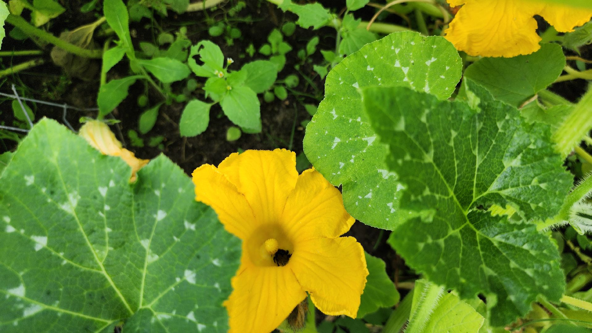 День дачника, огород, урожай, Домодедово,