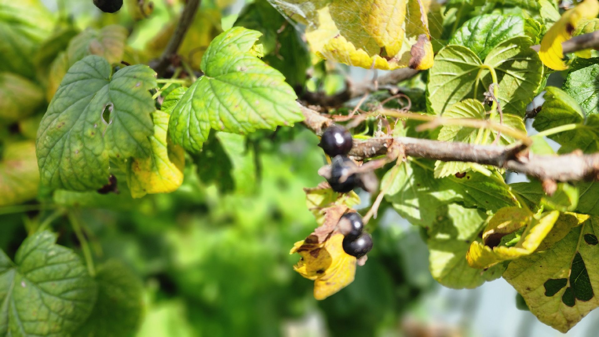 День дачника, огород, урожай, Домодедово,