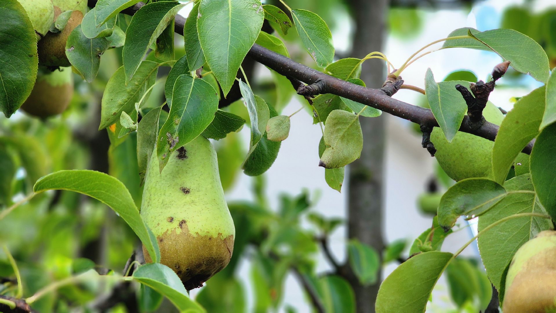 День дачника, огород, урожай, Домодедово,