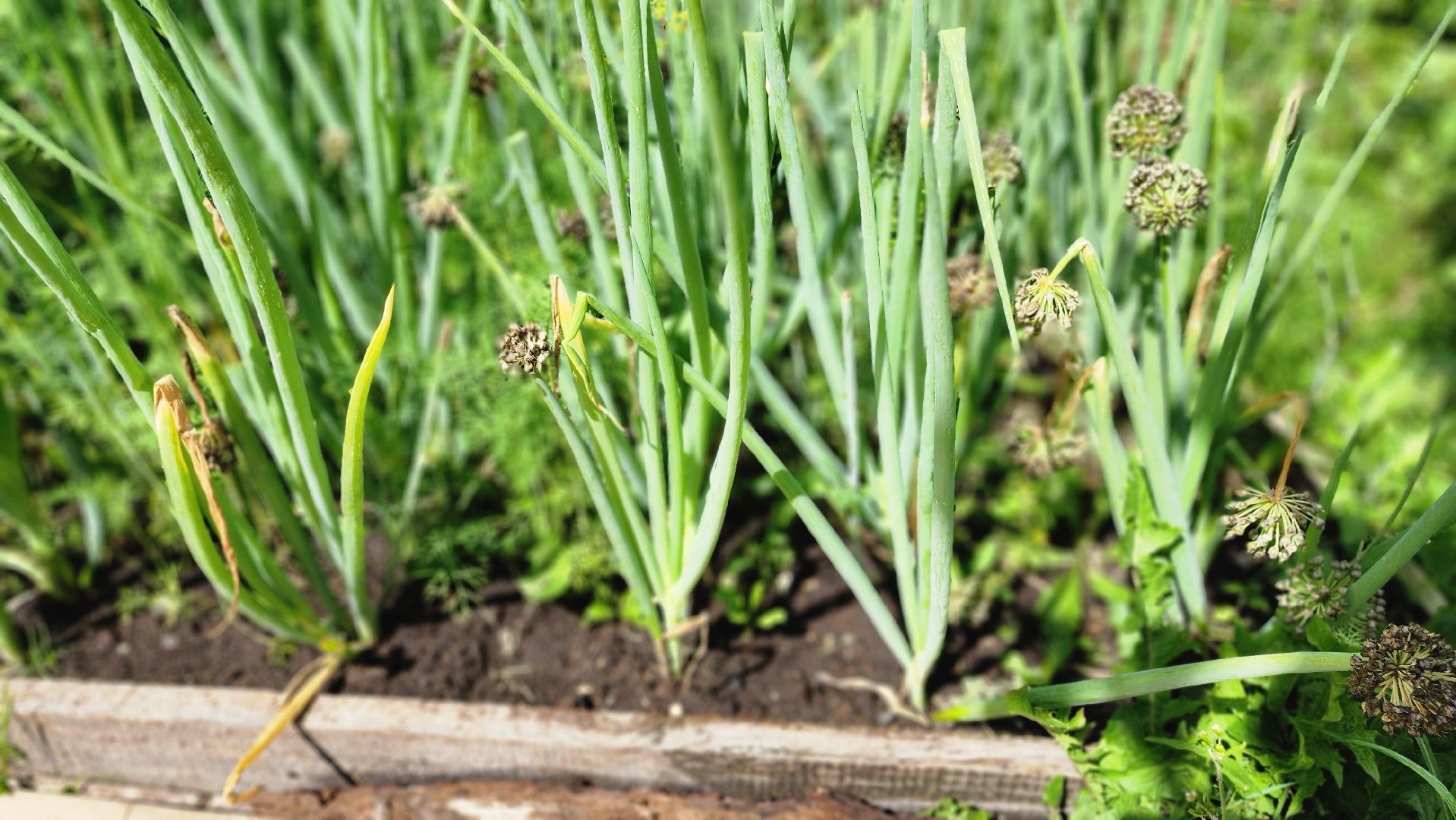 День дачника, огород, урожай, Домодедово,