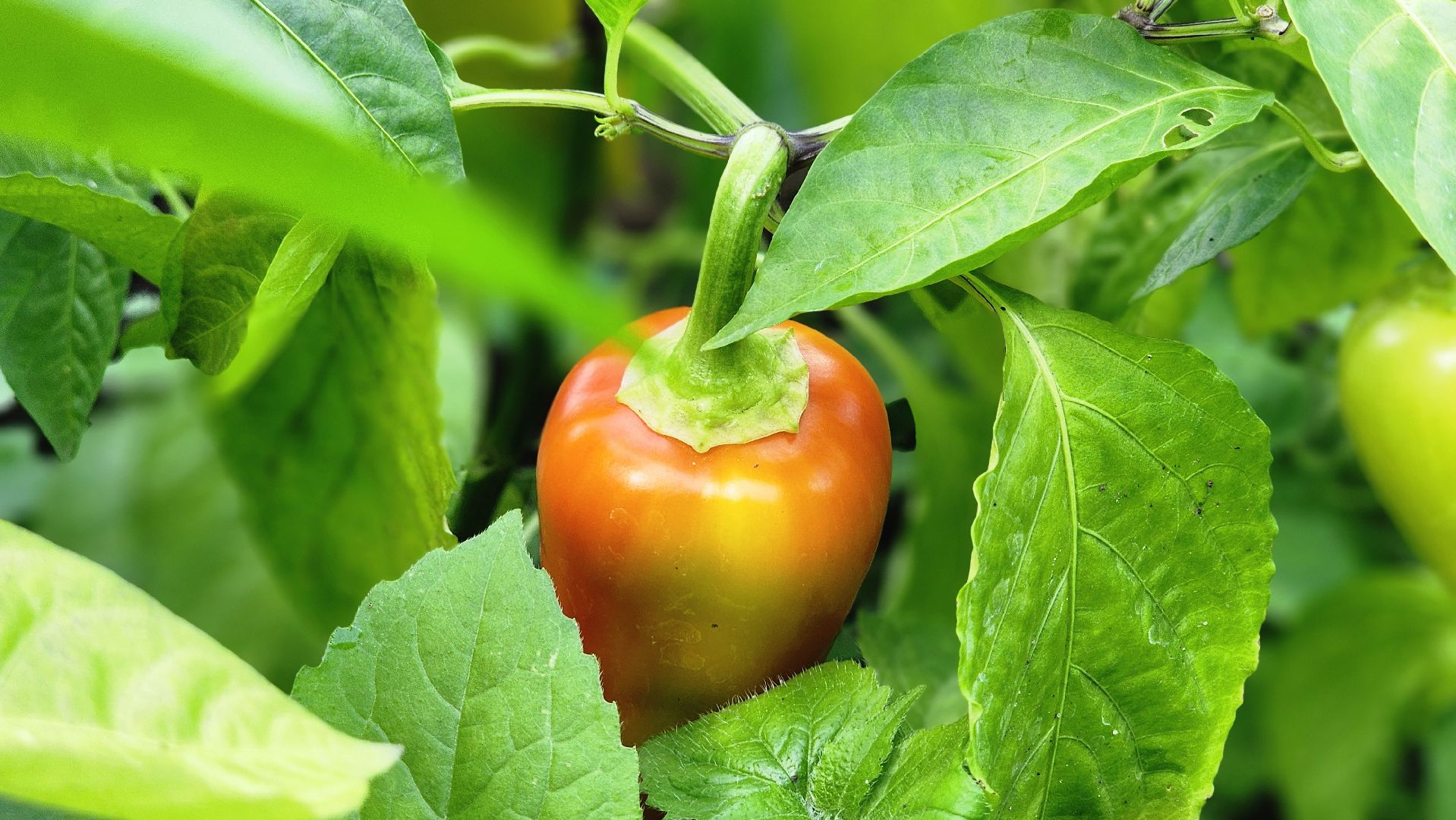 День дачника, огород, урожай, Домодедово,