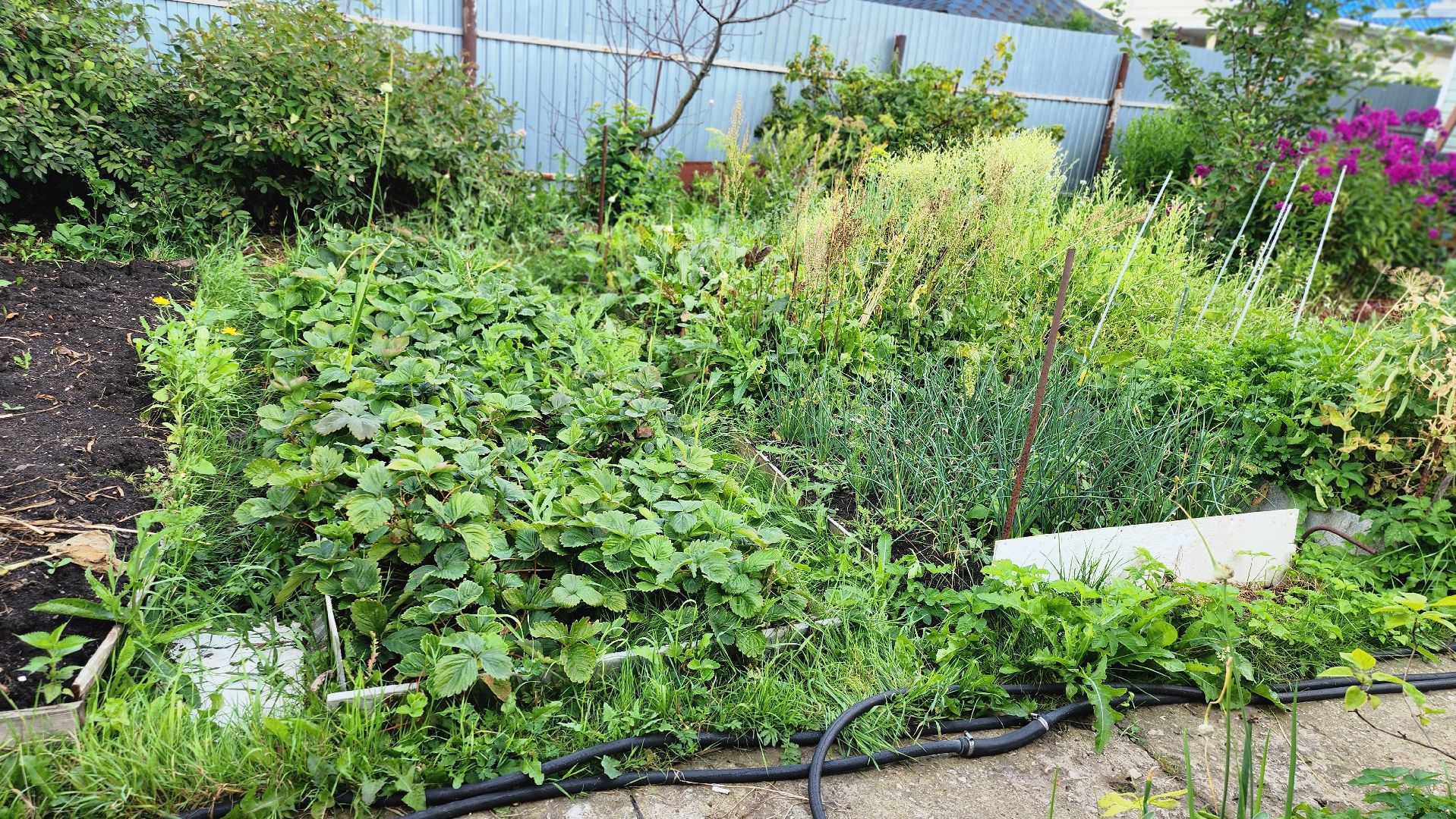 День дачника, огород, урожай, Домодедово,