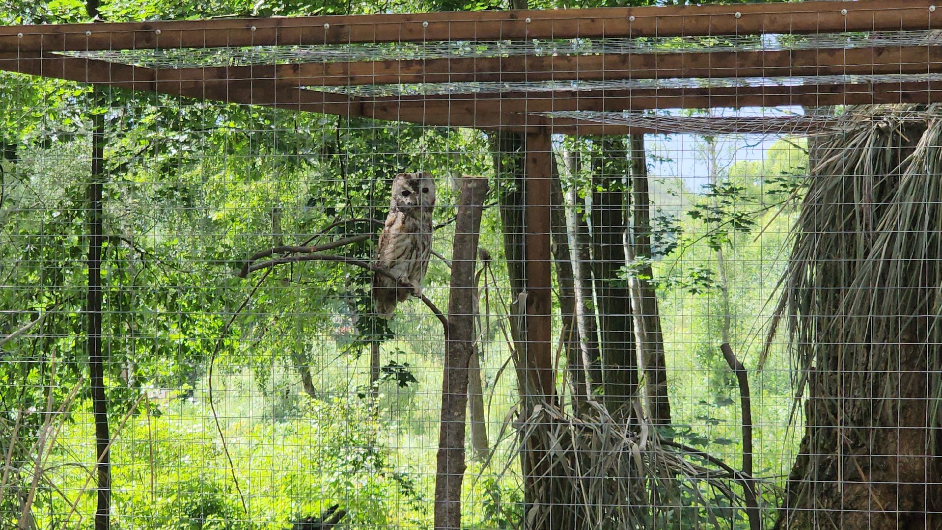 серпухов, подмосковье, бунин ручей, экоферма, спасли сову,
