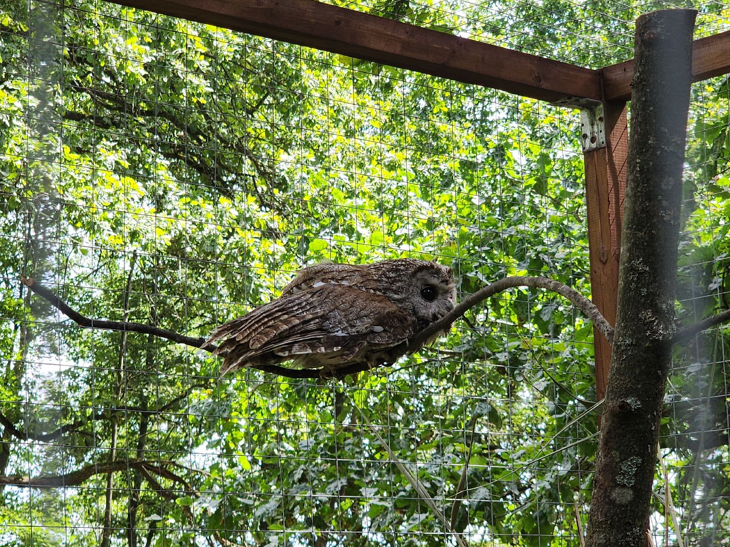 серпухов, подмосковье, бунин ручей, экоферма, спасли сову,